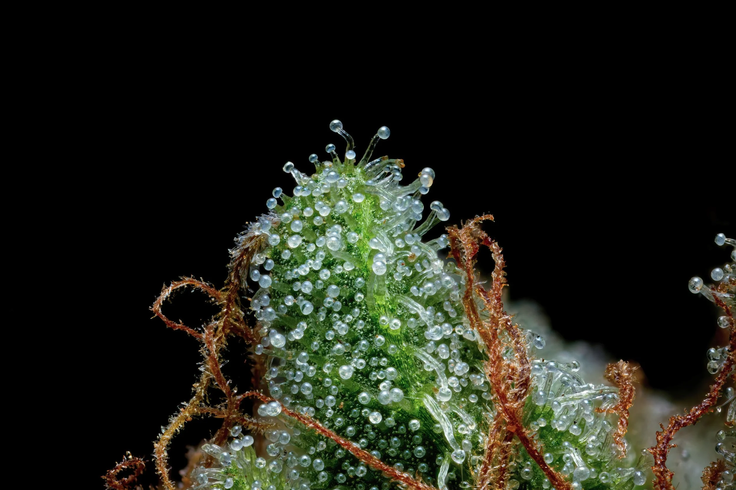 Lemon OG (aka Esensia OG) - California State Fair, Gold Medal Award, Beta Caryophyllene Strain - Outdoor