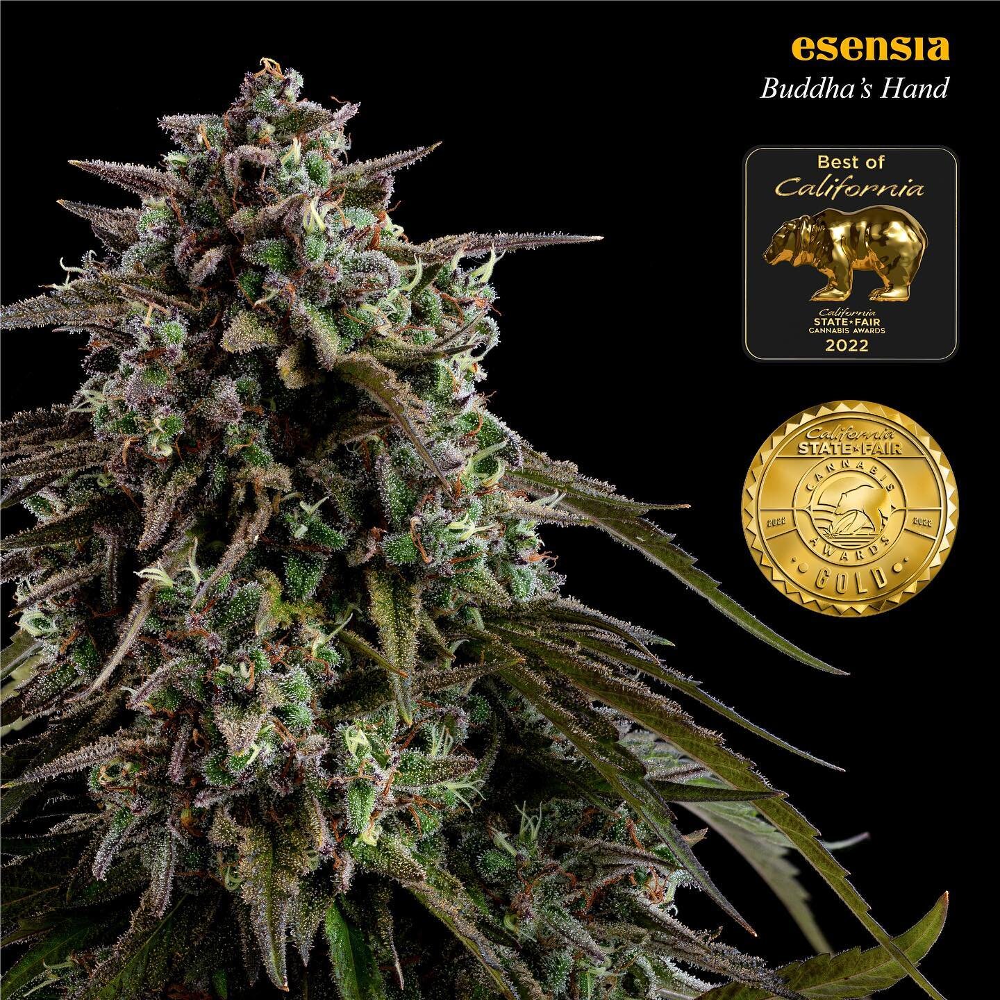 Celebrating more wins! We are excited to announce we have won 5 awards at the first ever cannabis competition at the California State Fair @castatefair / @calcannaawards!

🧸&ldquo;Golden Bear&rdquo; Award - Best of California for Buddha&rsquo;s Hand