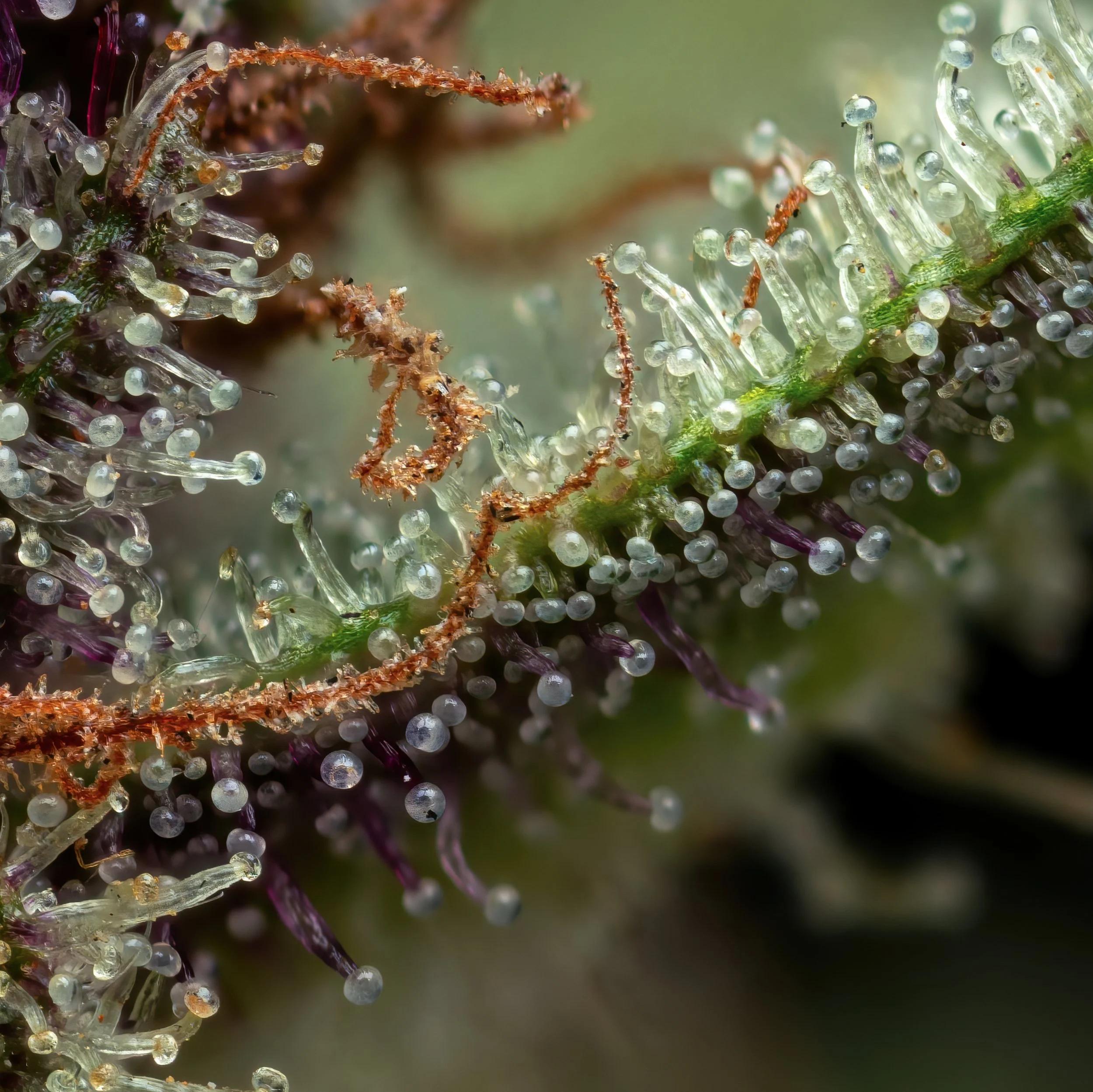 Rum Punch 3to1.3.jpg