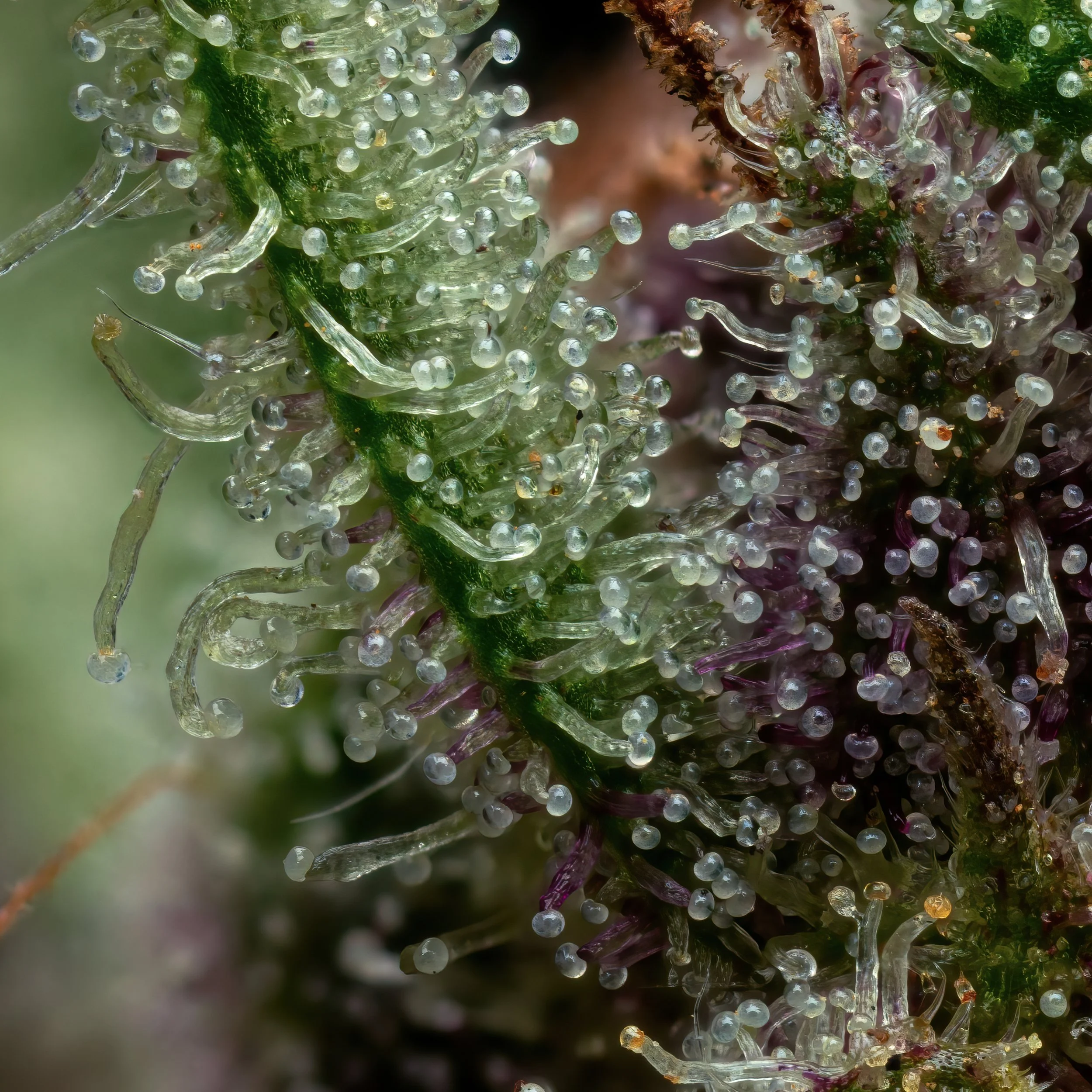 Rum Punch 3to1.1.jpg