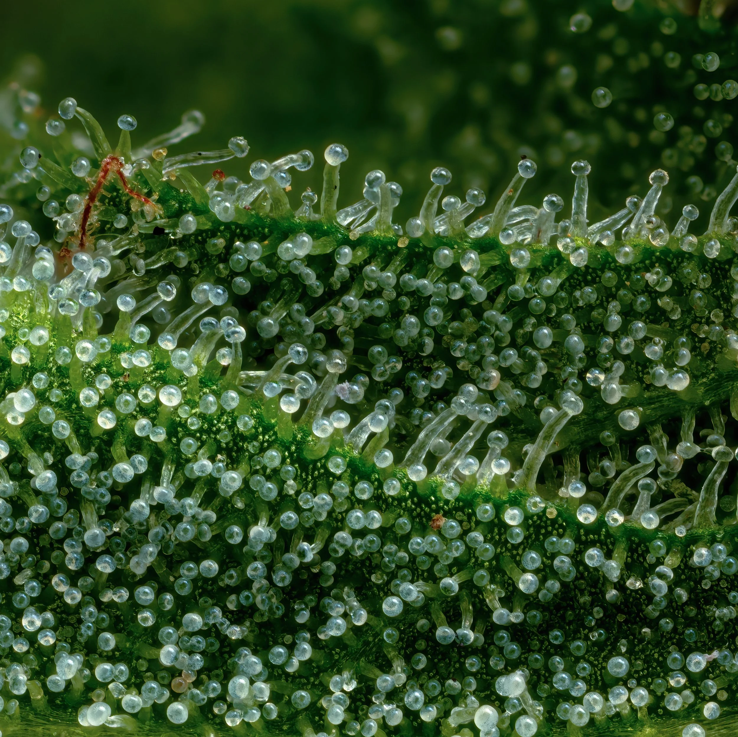 Honey Dew 3to1.3.jpg