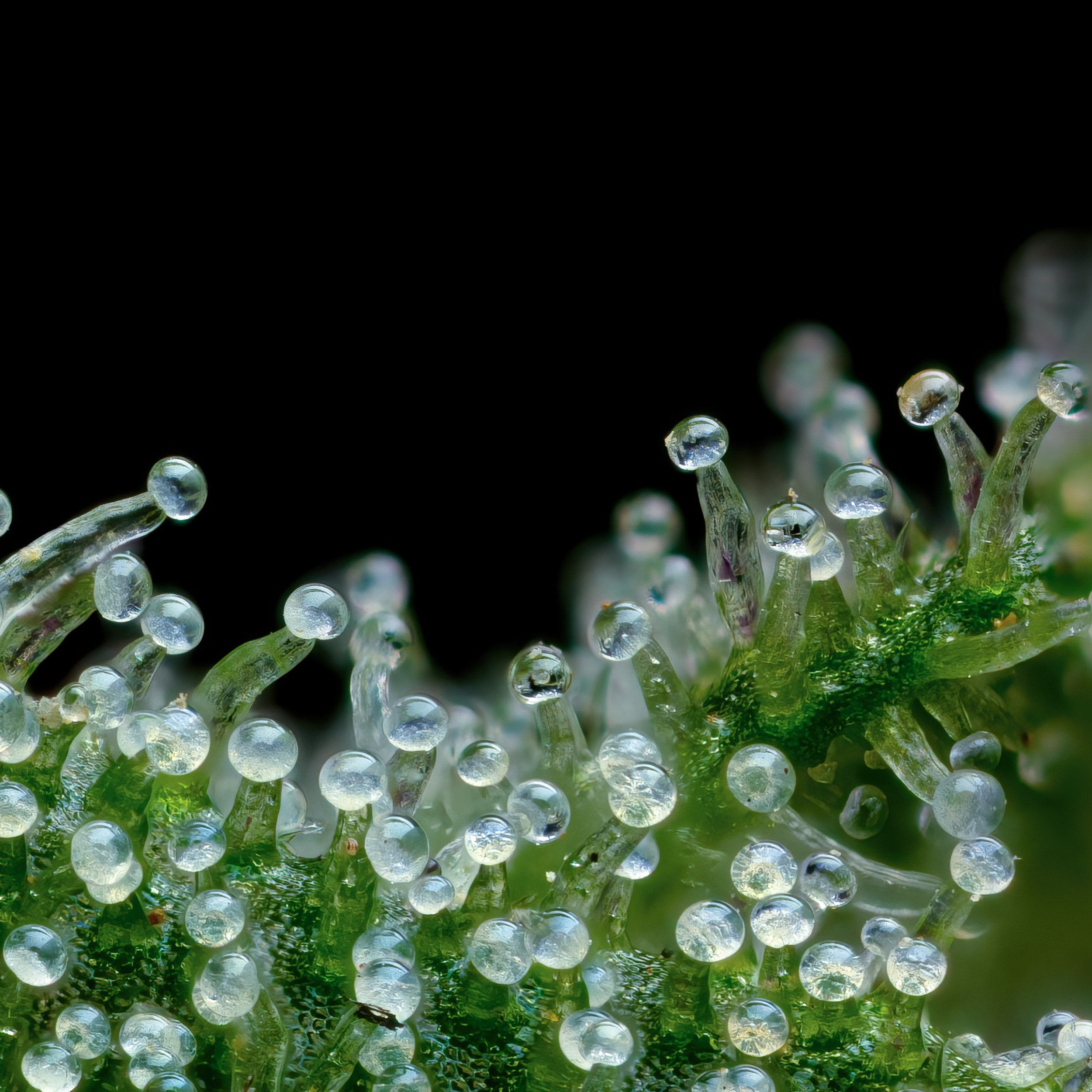 Honey Dew 5to1.2.jpg