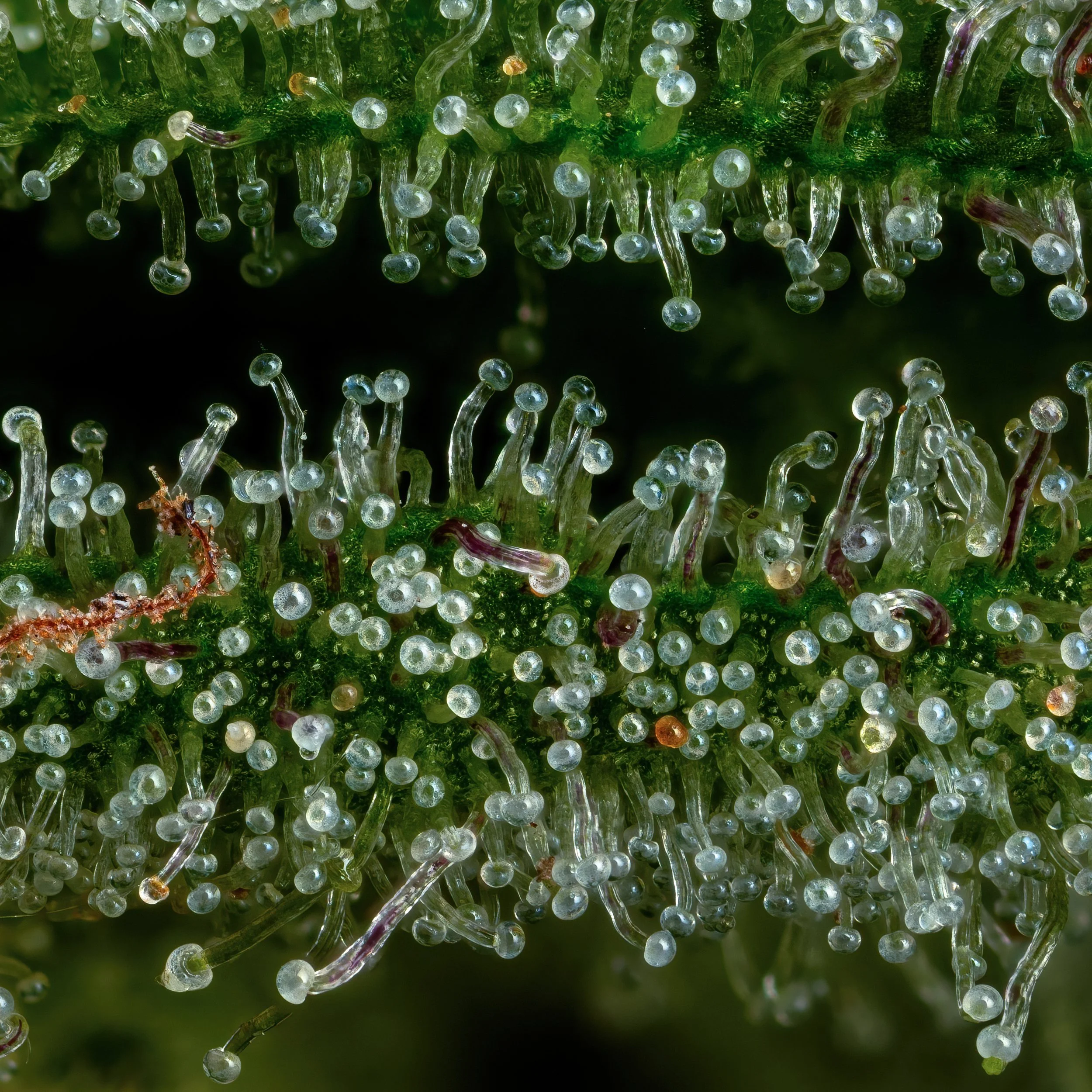 Blueberry Jam 3to1.4.jpg