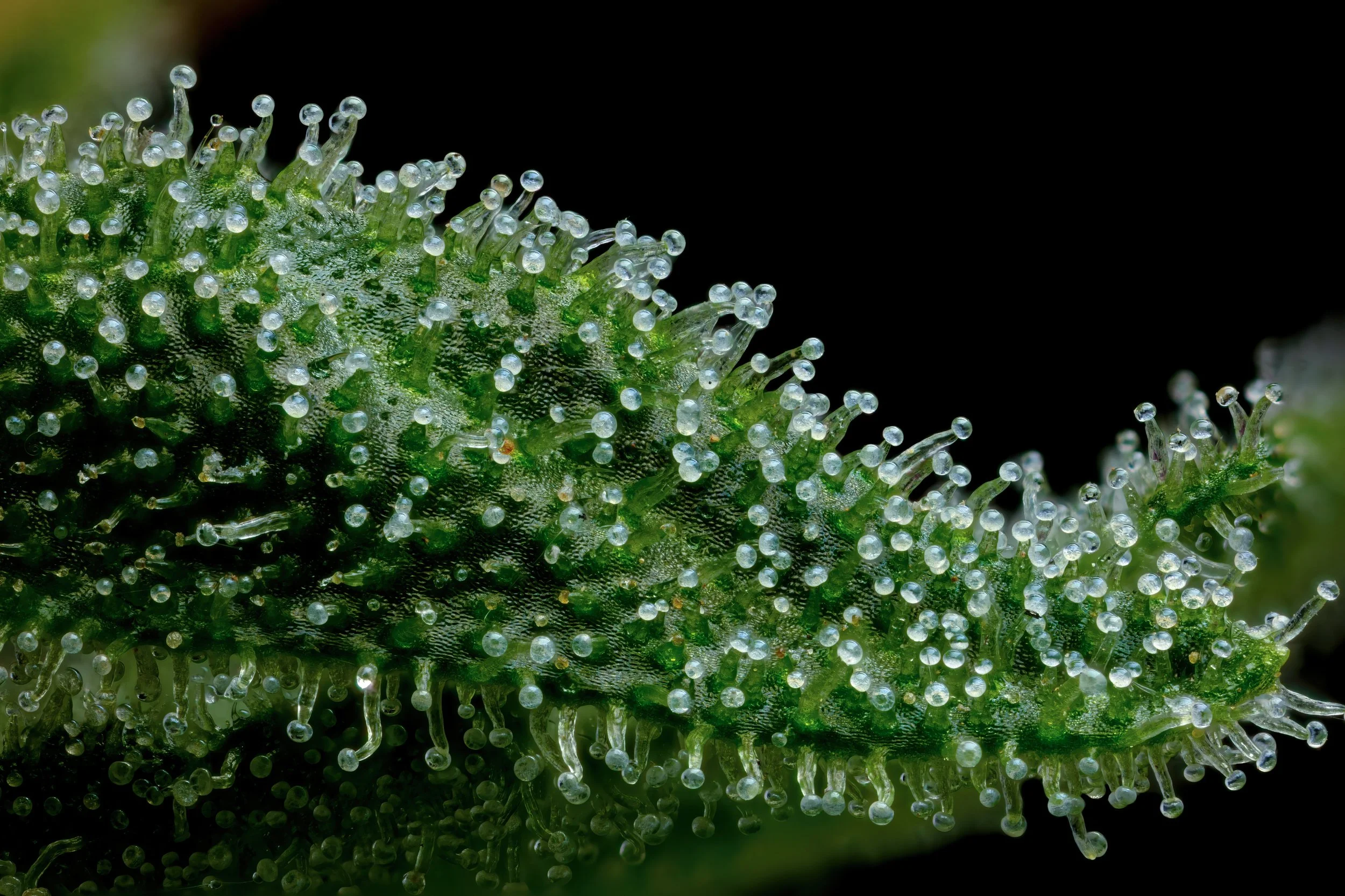 Honey Dew 5to1-Full Frame.jpg