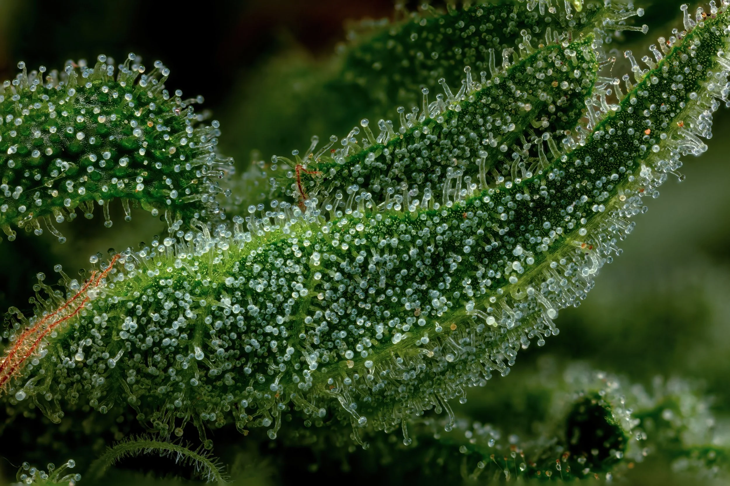 Honey Dew 3to1-Full Frame.jpg