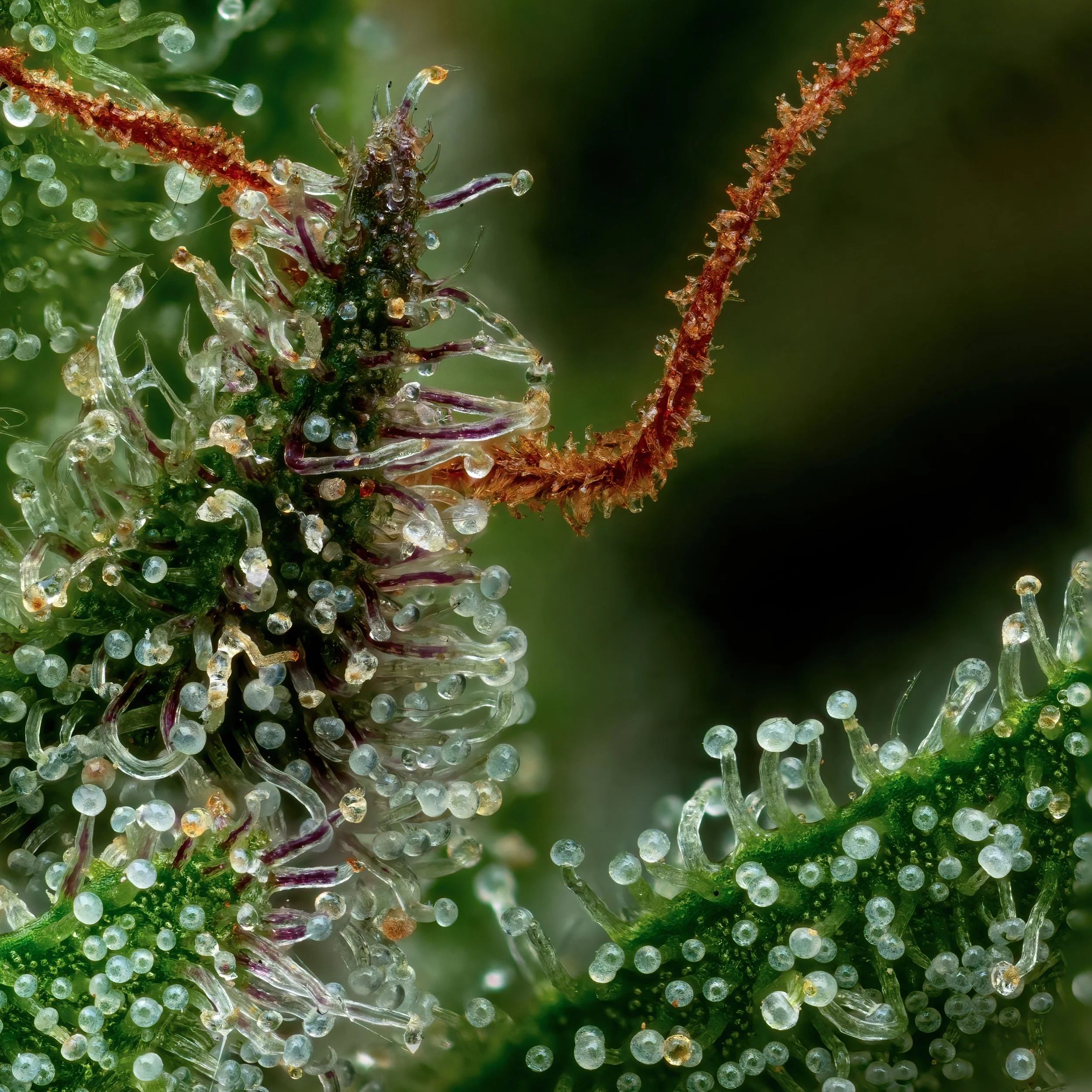 Pixie Dust — Esensia Gardens