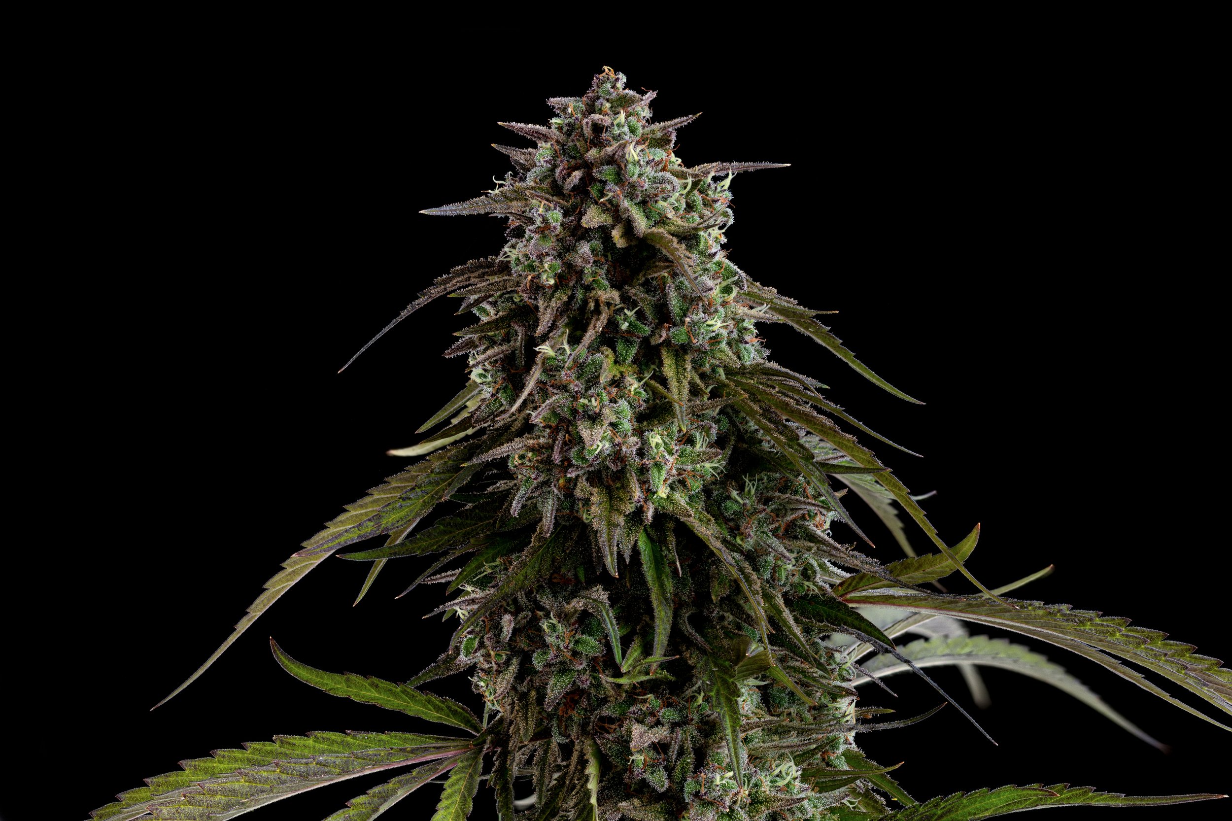 Buddha's Hand California State Fair, "Golden Bear/Best of CA" Award, Best Terpinolene Strain in California - All Grow Categories