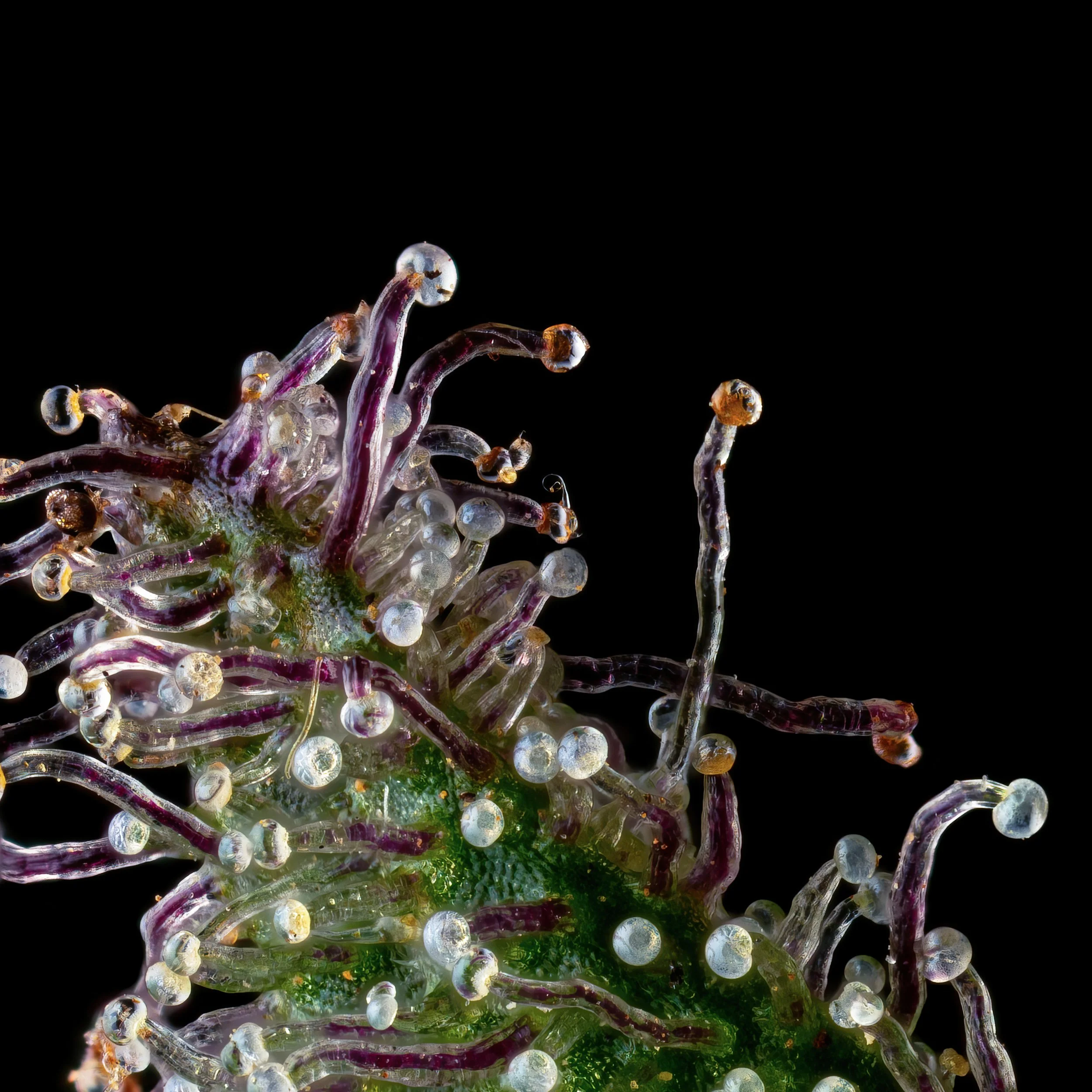 Blueberry Jam 5to1.2.jpg