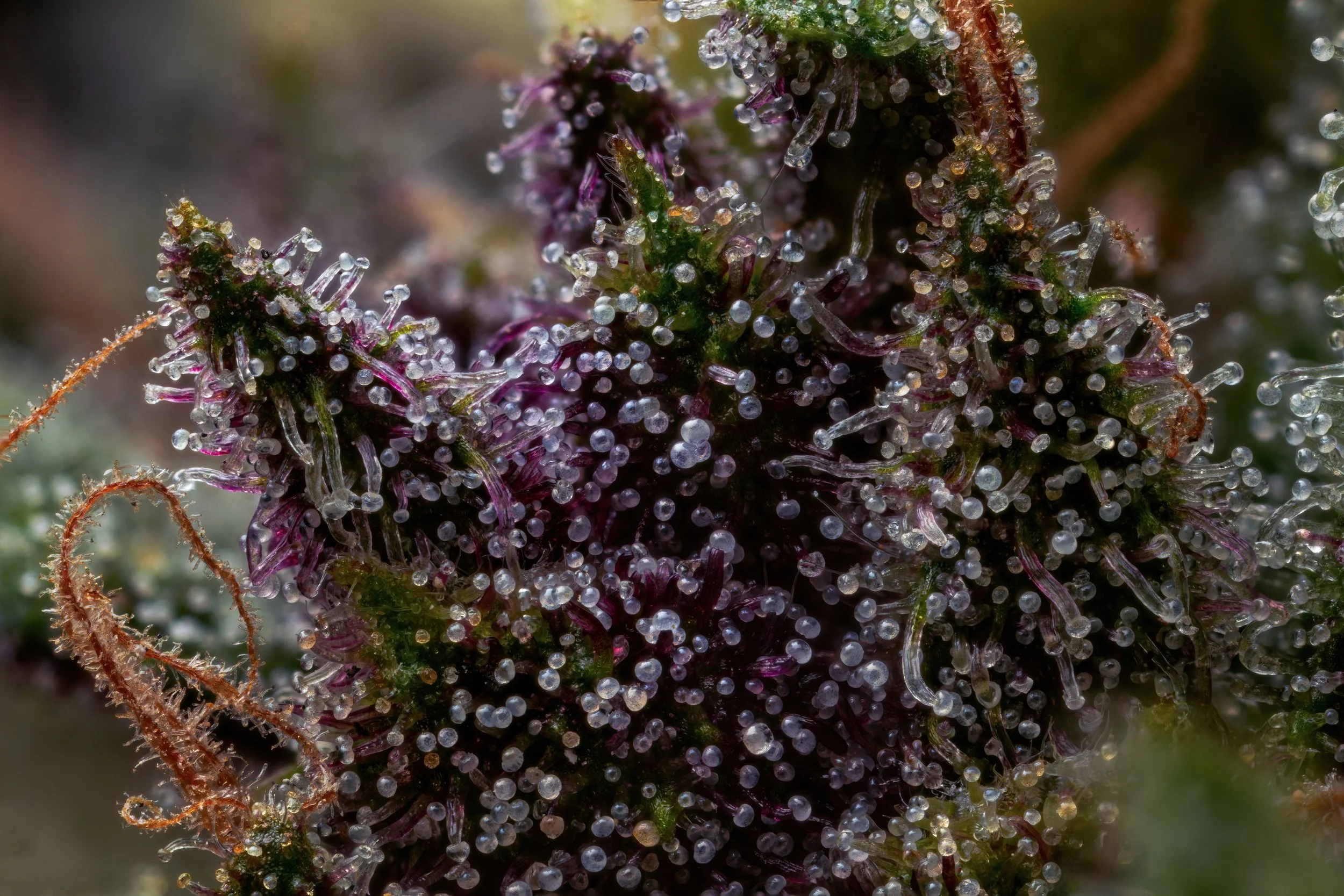 Snowcone 5to1-Full Frame.jpg