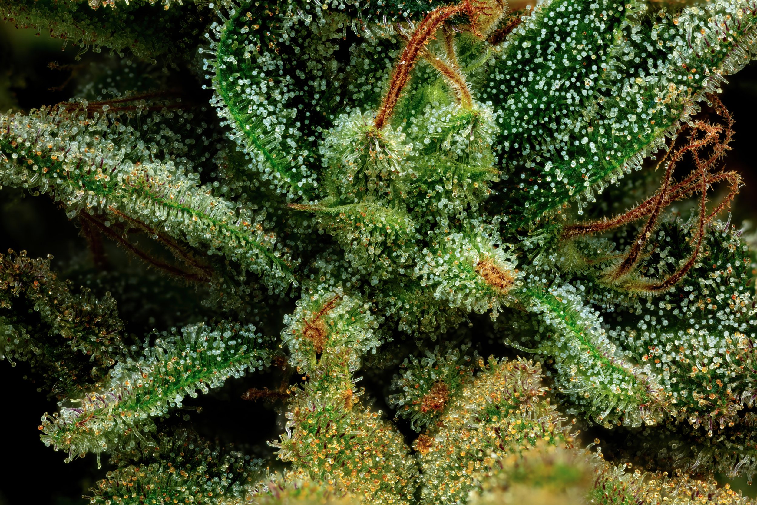 Magic Wand 3to1-Full Frame.jpg