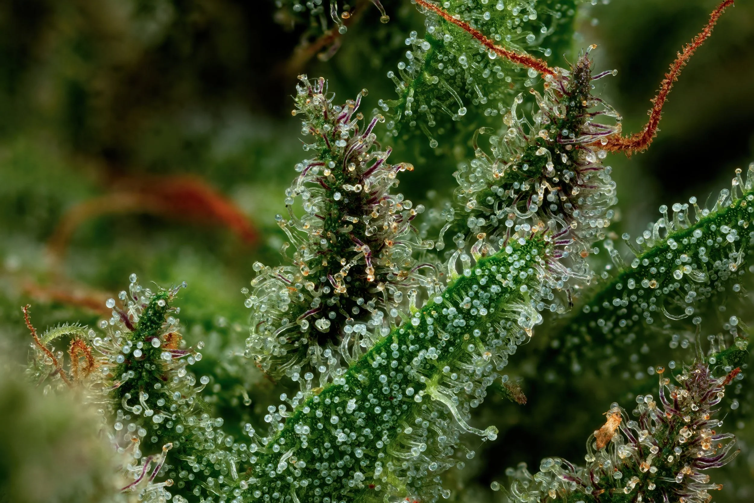 Pixie Dust 3to1-Full Frame.jpg