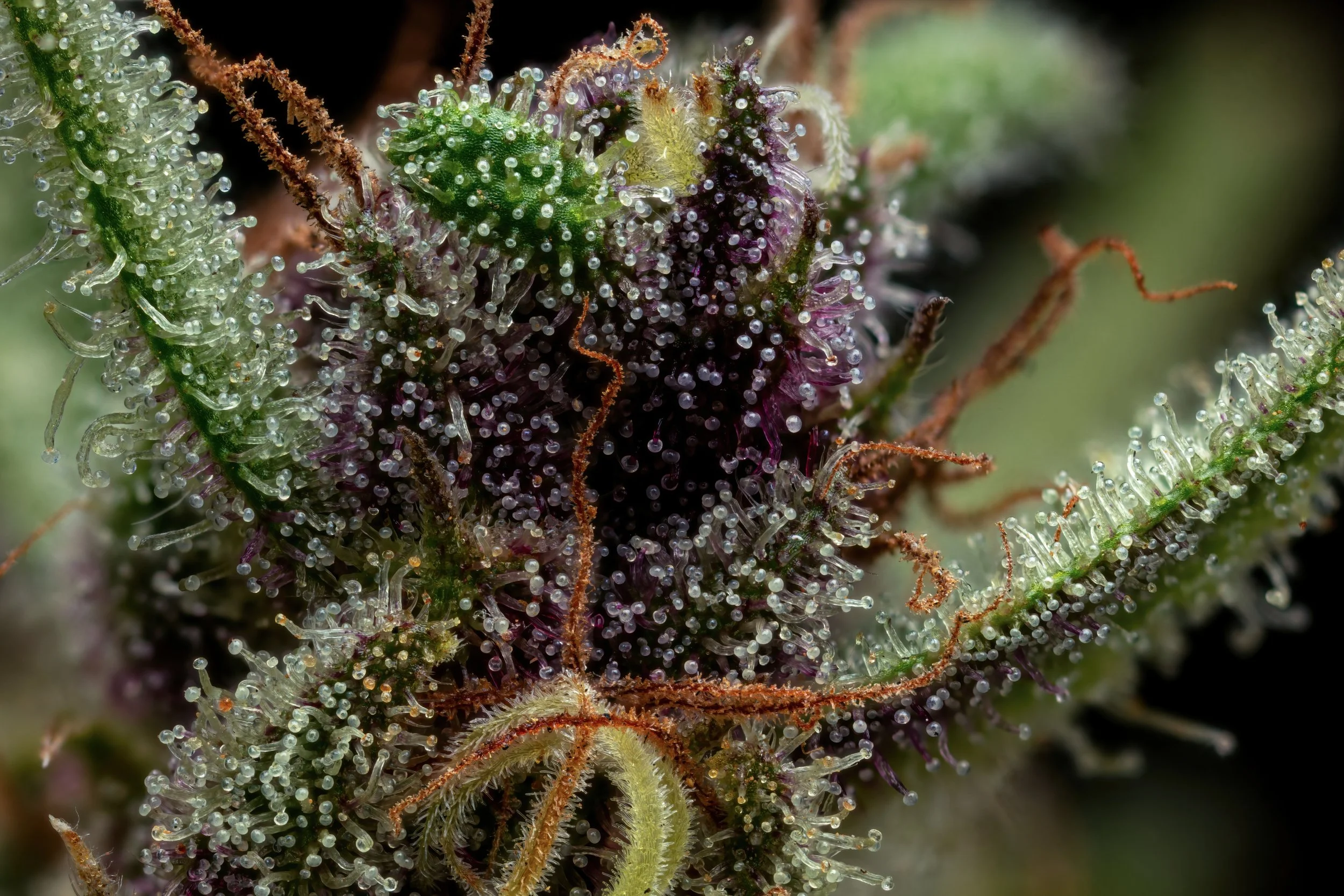 Rum Punch 3to1-Full Frame.jpg