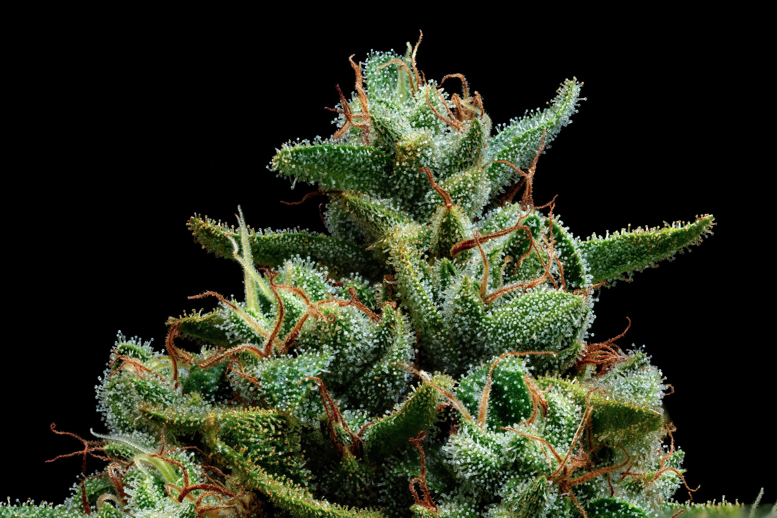 Lemon OG (aka Esensia OG) - California State Fair, "Golden Bear/Best of CA" Award, Best Beta Caryophyllene Strain in California - All Grow Categories