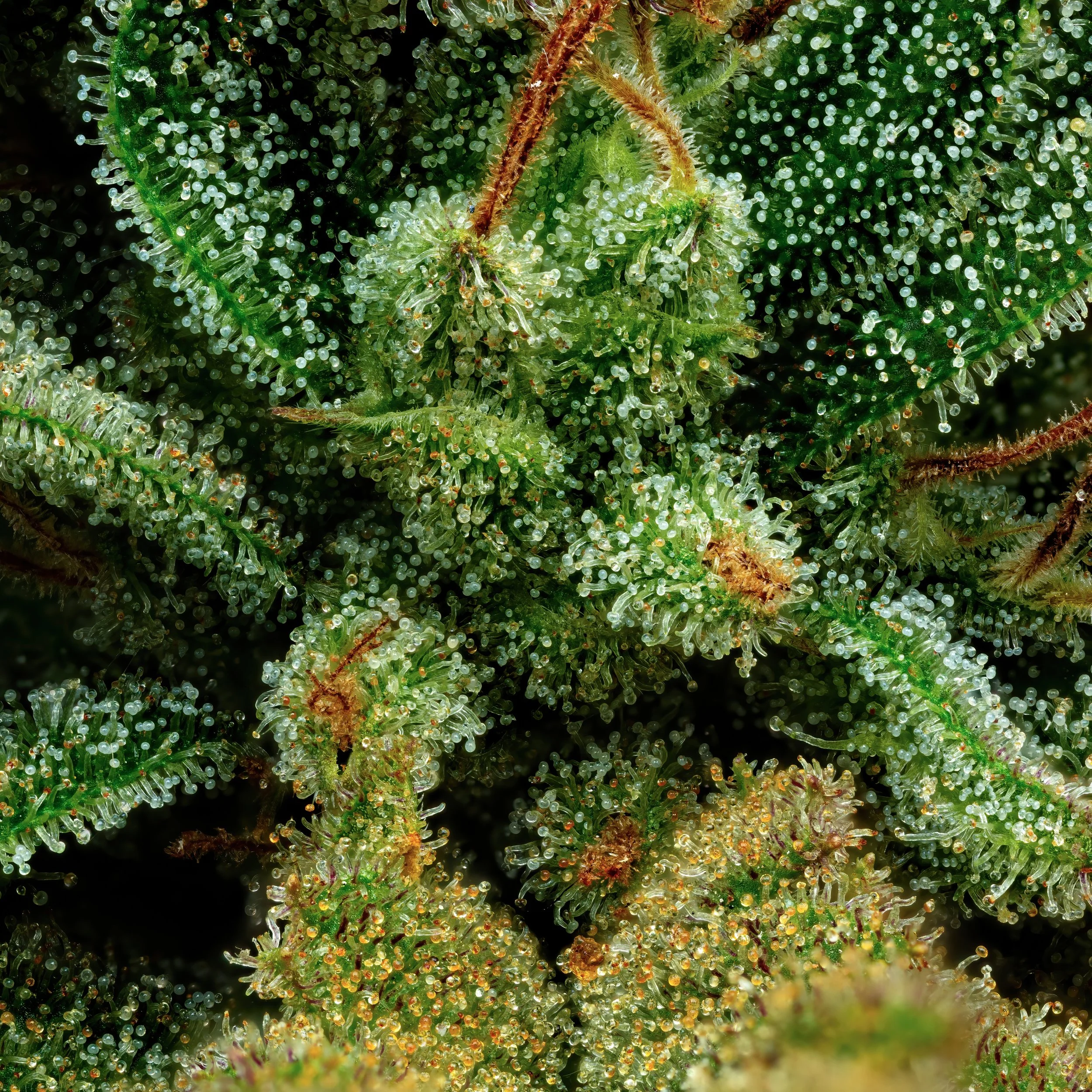 Magic Wand 3to1.1.jpg