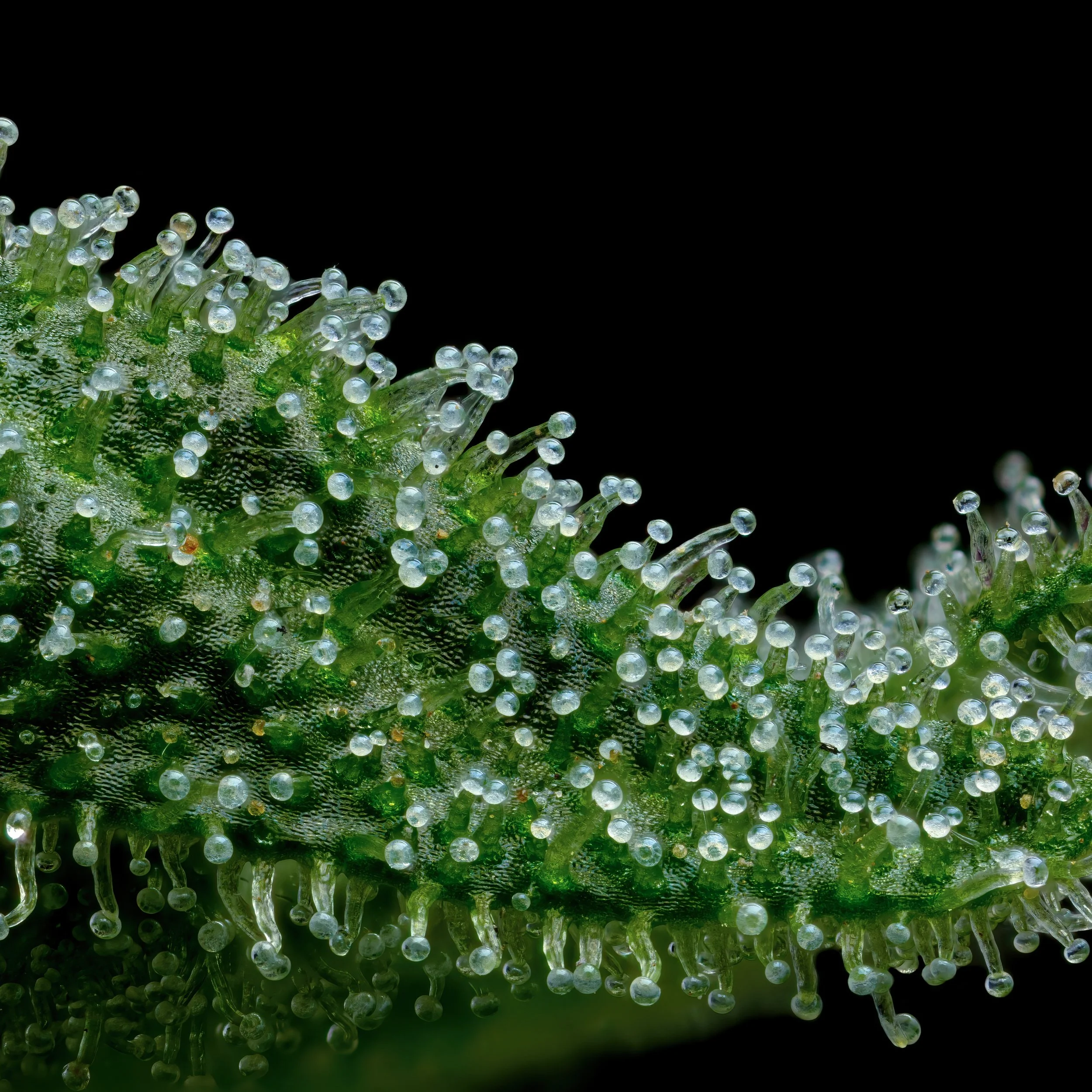 Honey Dew 5to1.1.jpg