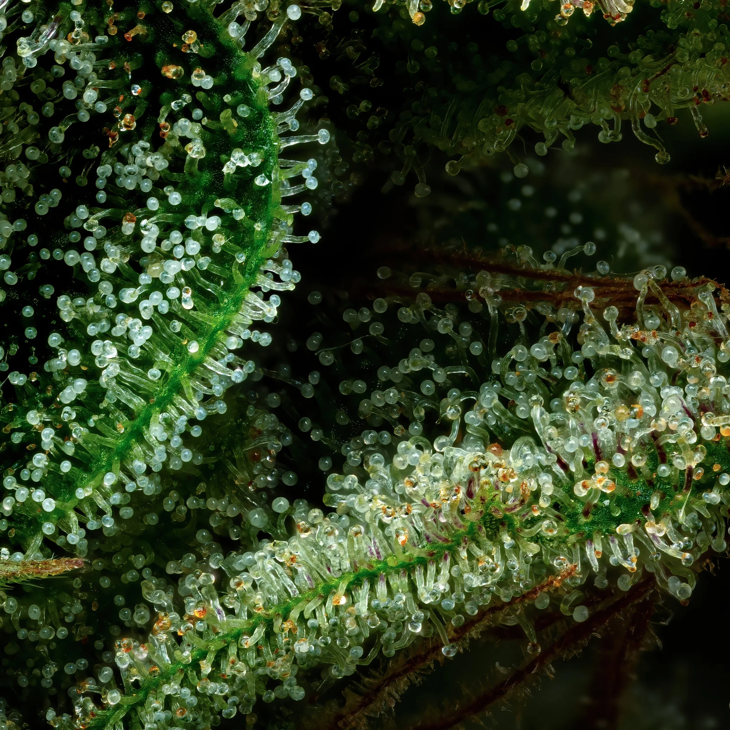 Magic Wand 3to1.2.jpg