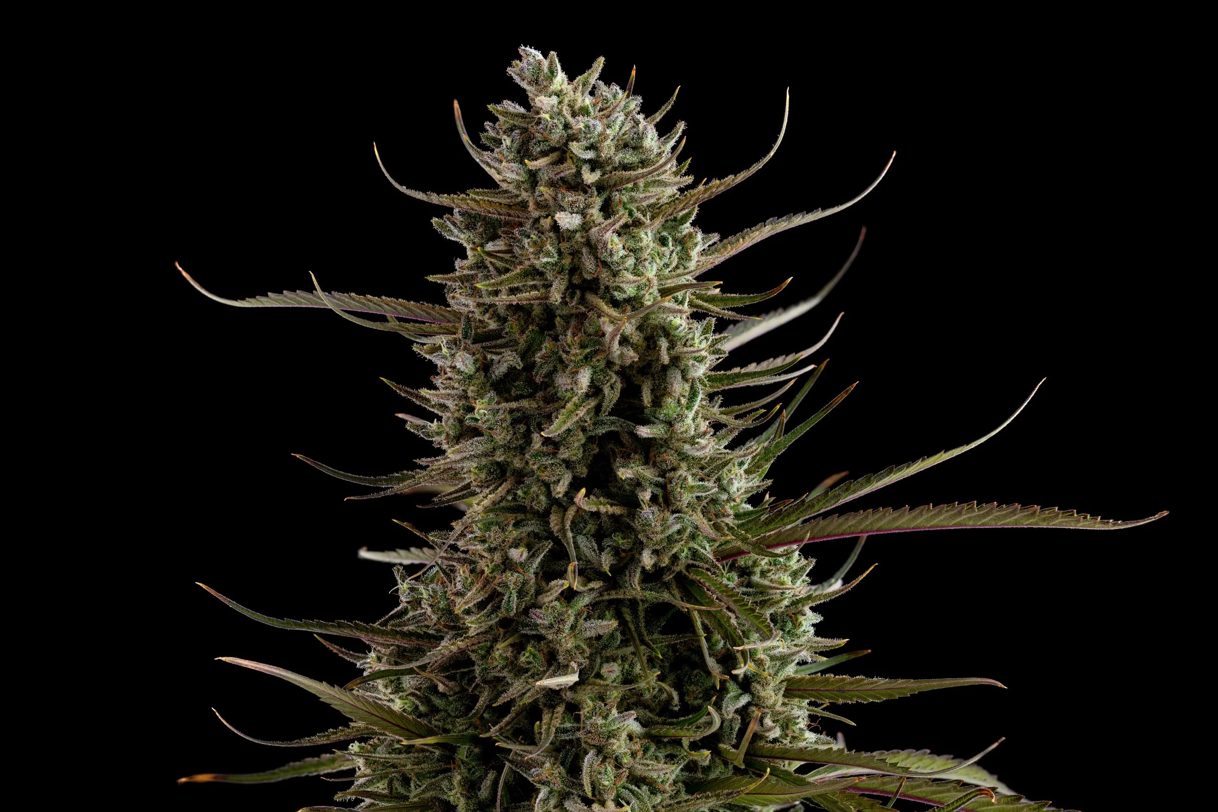 Lime Juice - Emerald Cup Award, 10th Place, Licensed Sungrown Flower