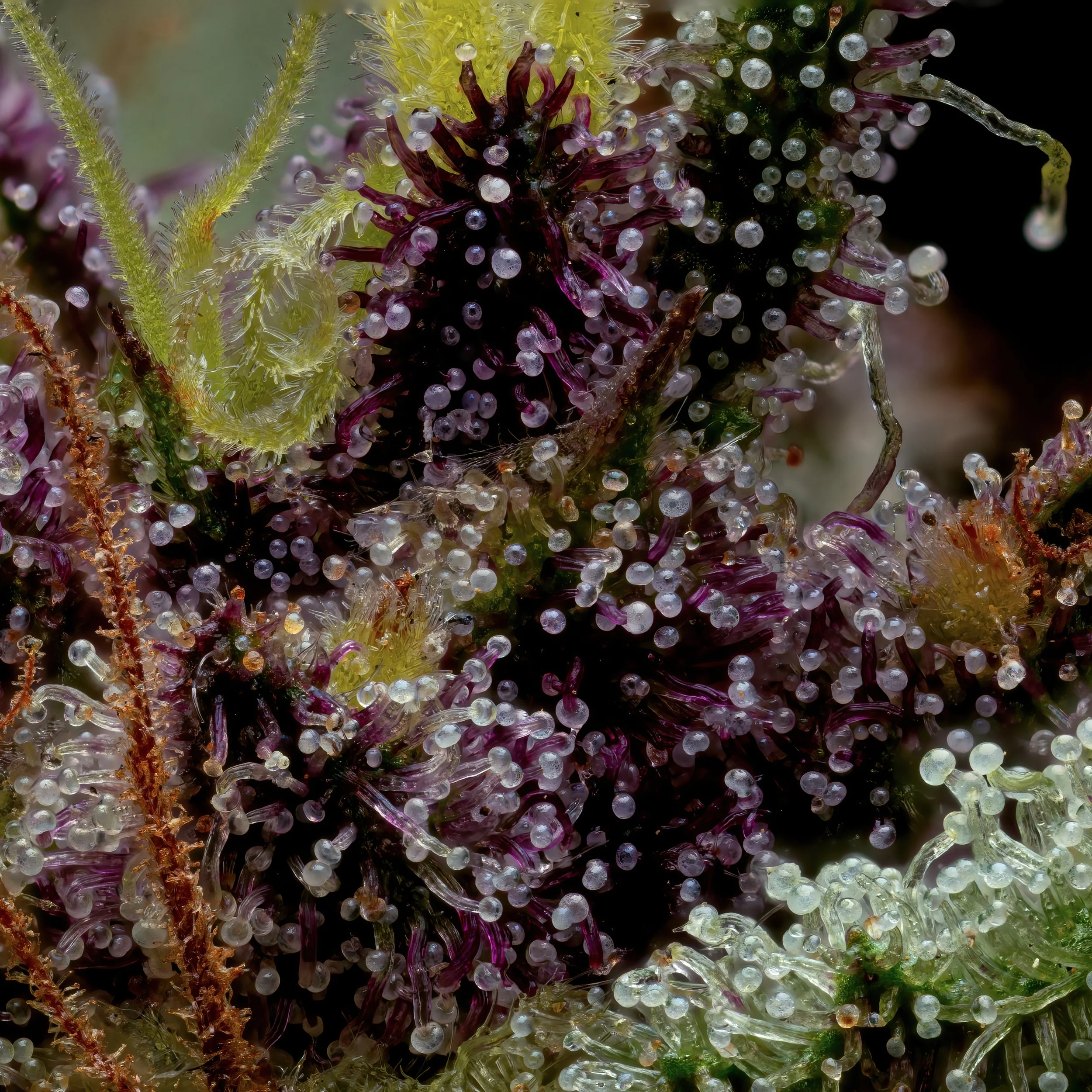 Rose Petal 3to1.2.jpg