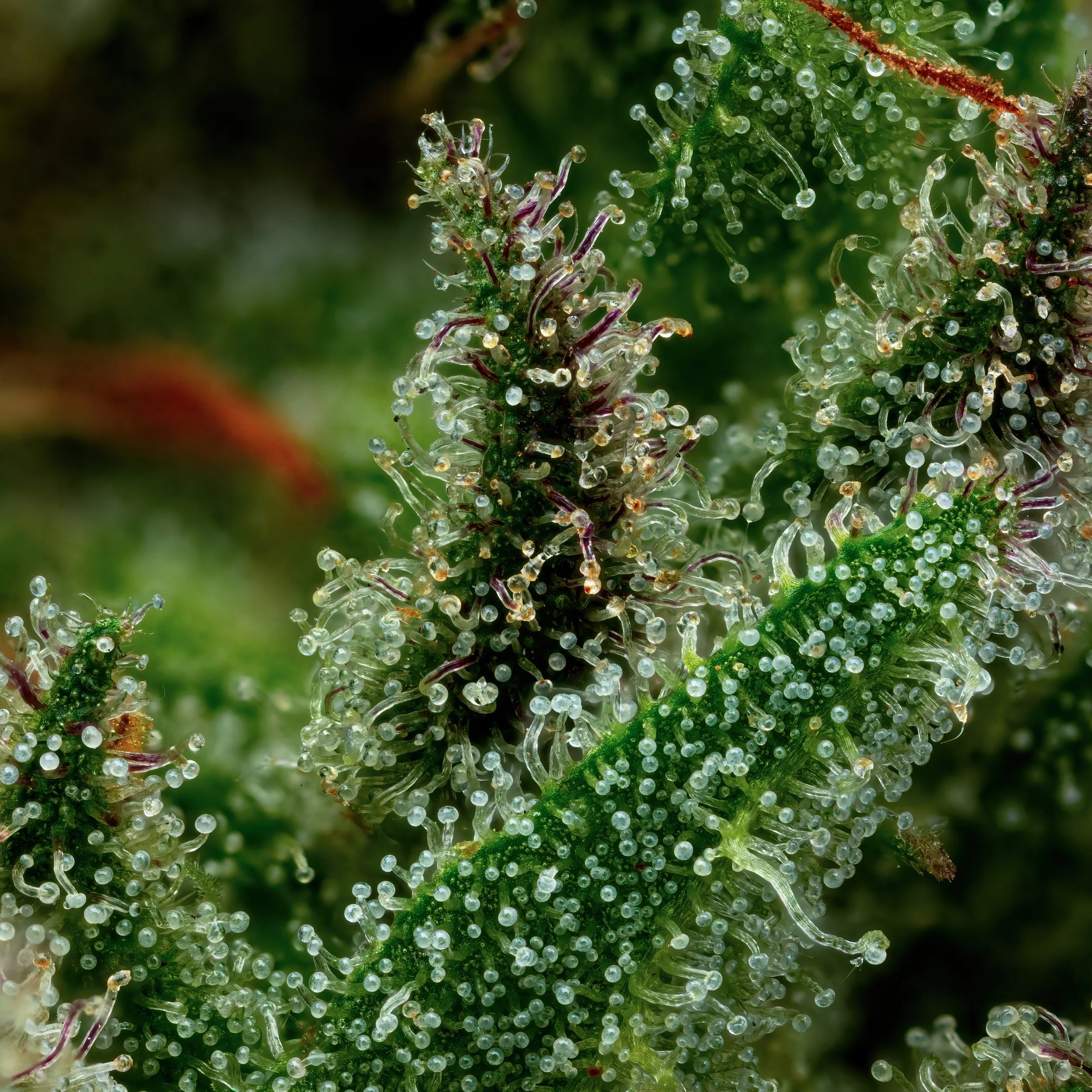 Pixie Dust 3to1.1.jpg