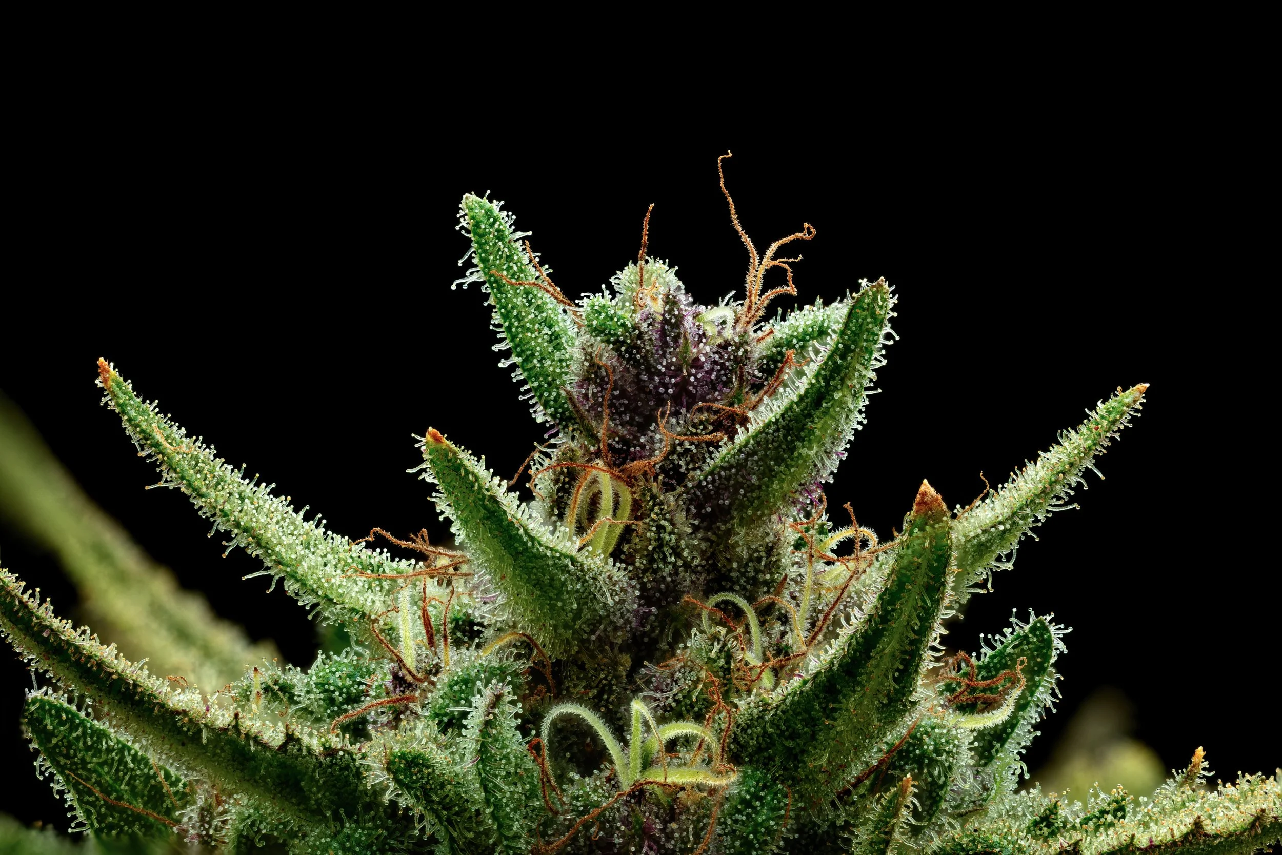 Rum Punch 1to1-Full Frame Web Res.jpg