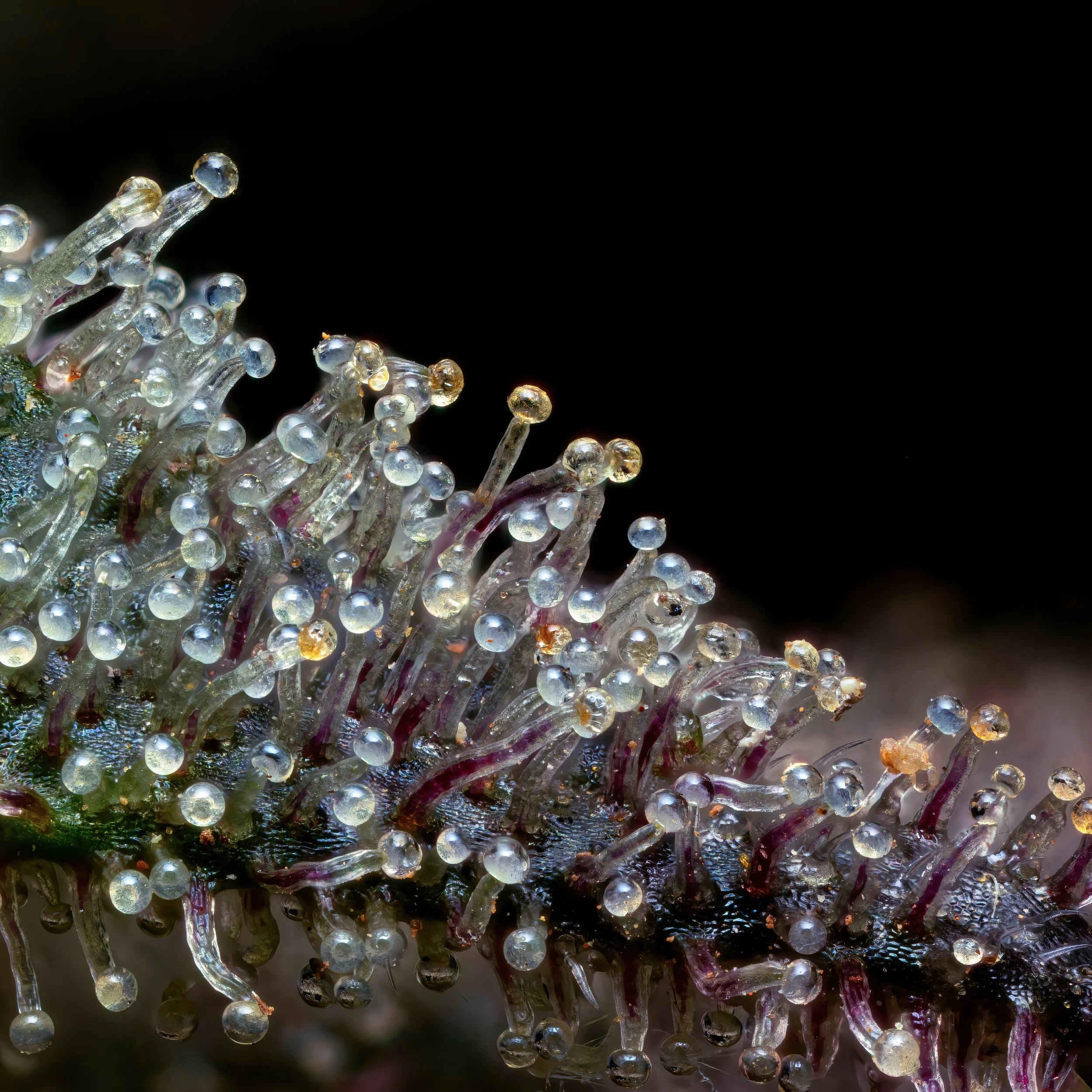 Buddha’s Hand - California State Fair, Gold Medal Award, Terpinolene Strain - Outdoor