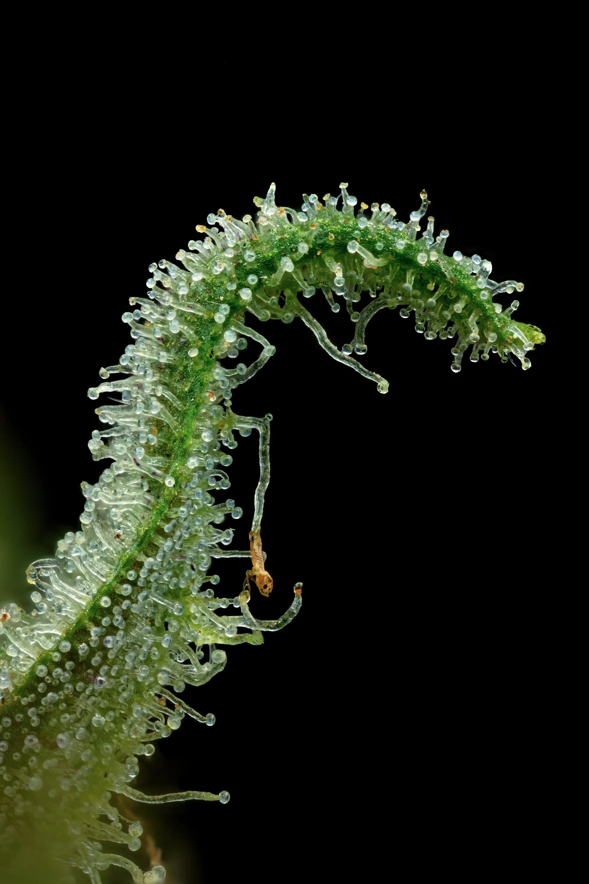 Rum Punch 5to1-Full Frame.jpg