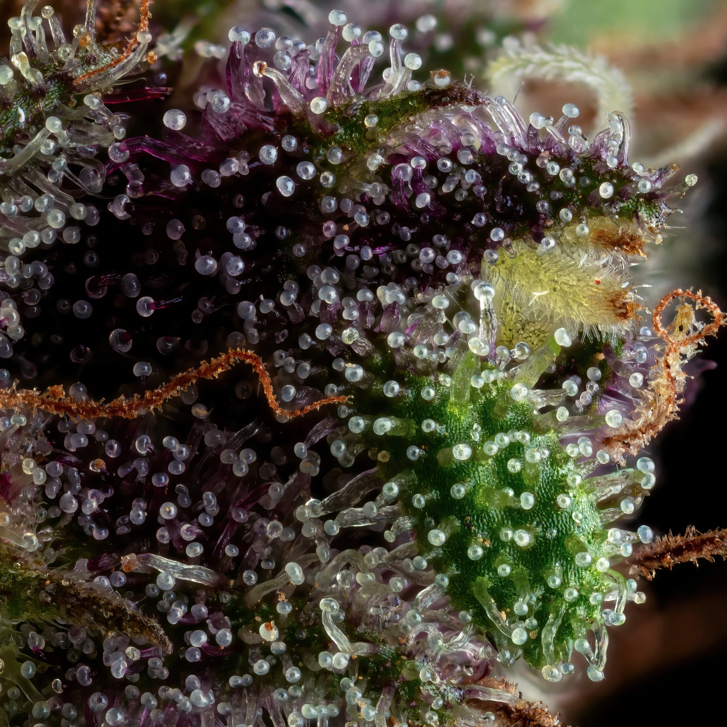 Rum Punch 3to1.5.jpg