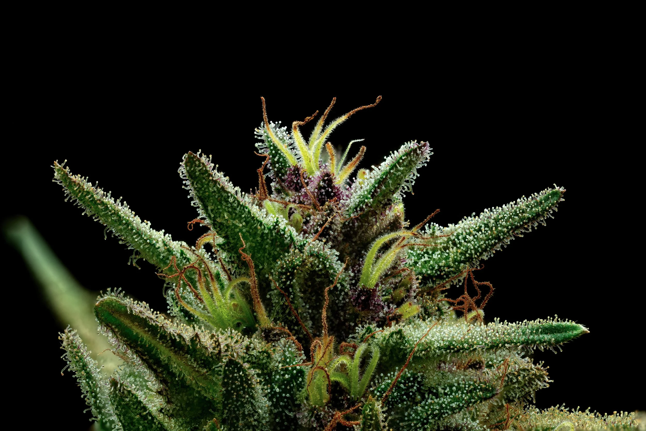 Rose Petal - California State Fair, Silver Medal, Terpinolene Strain - Outdoor