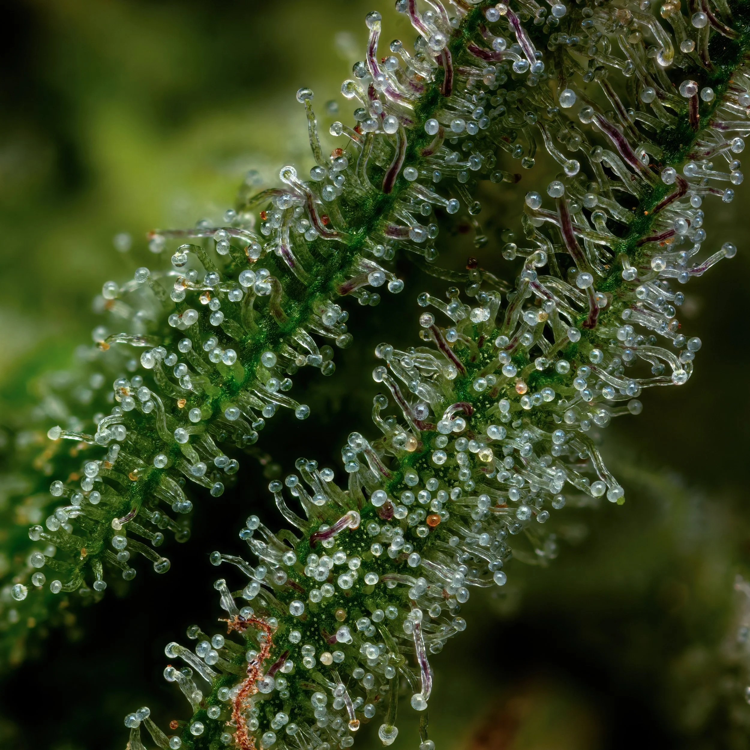 Blueberry Jam 3to1.1.jpg