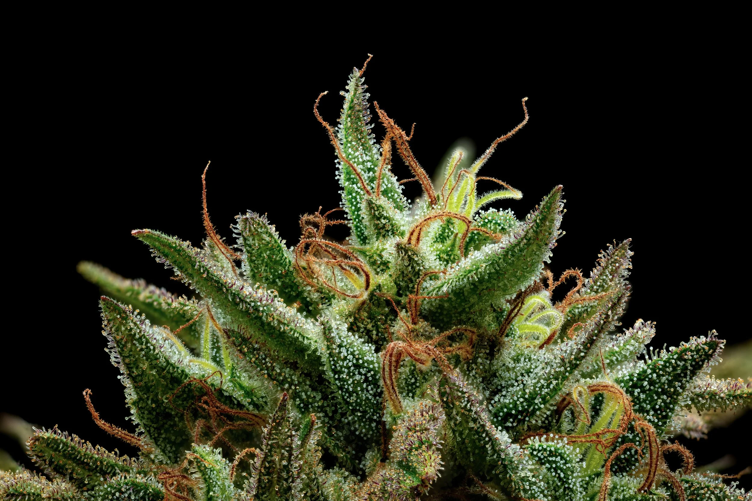 Magic Wand 1to1-Full Frame Web Res.jpg