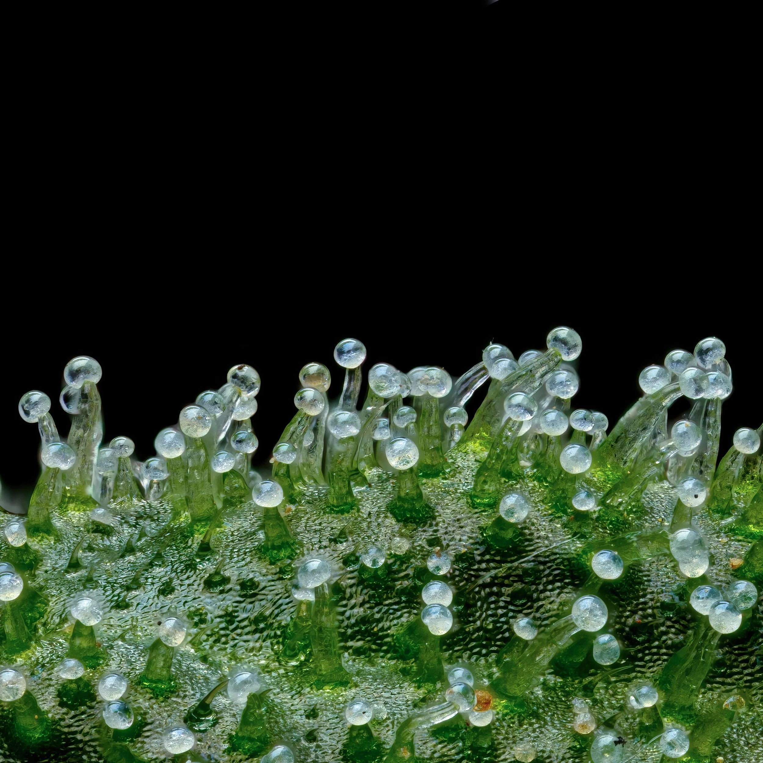 Honey Dew 5to1.3.jpg