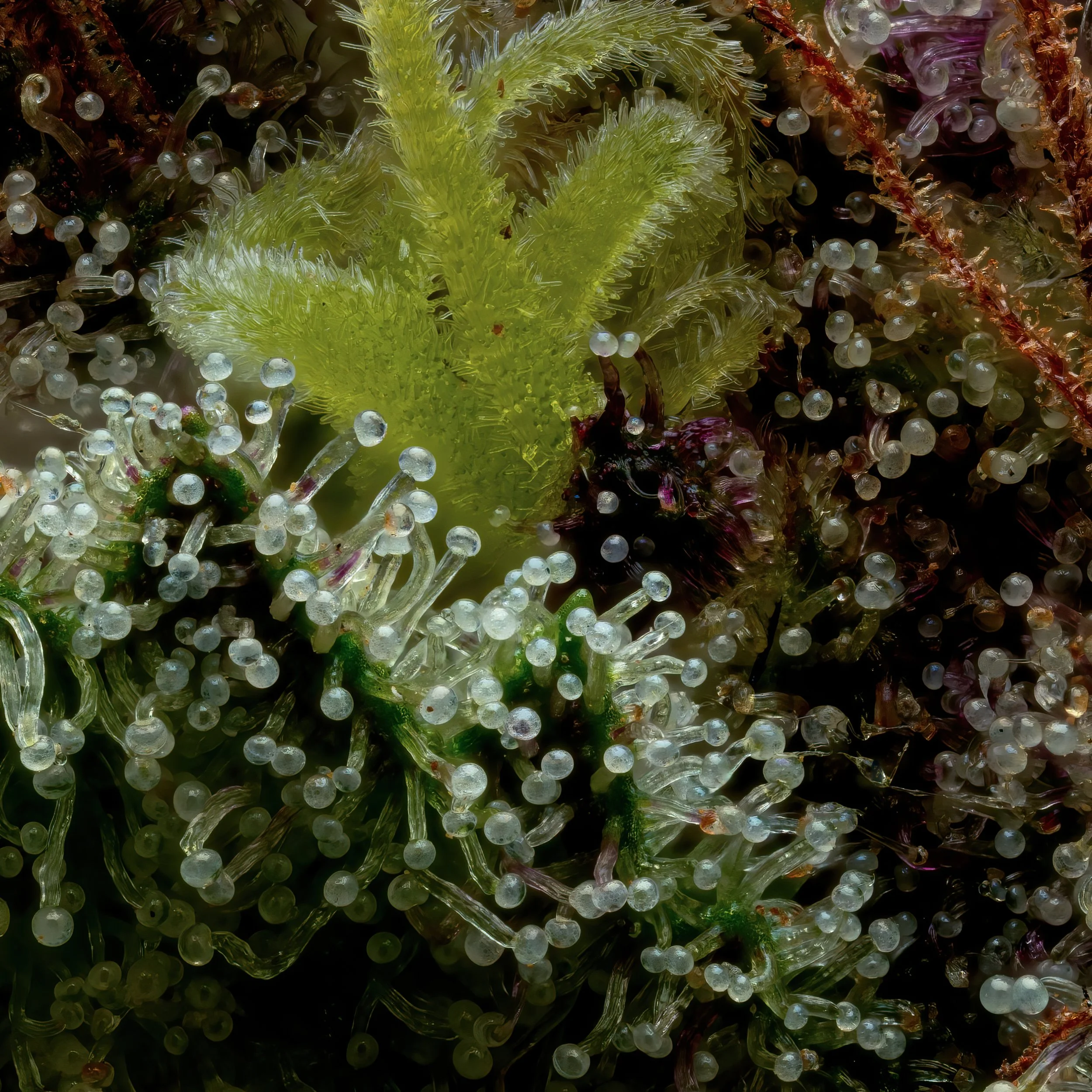 Rose Petal 3to1.3.jpg