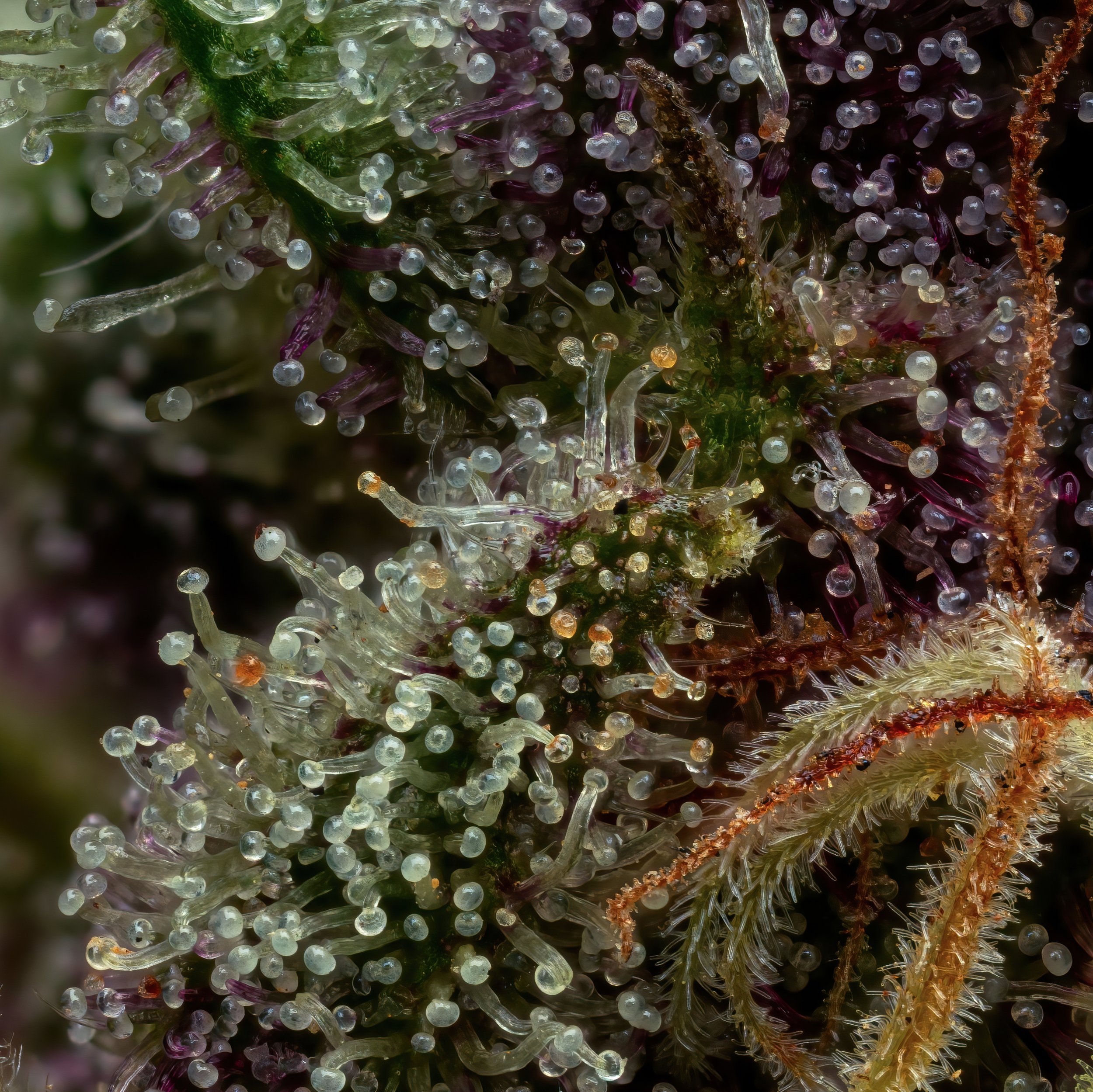 Rum Punch 3to1.4.jpg