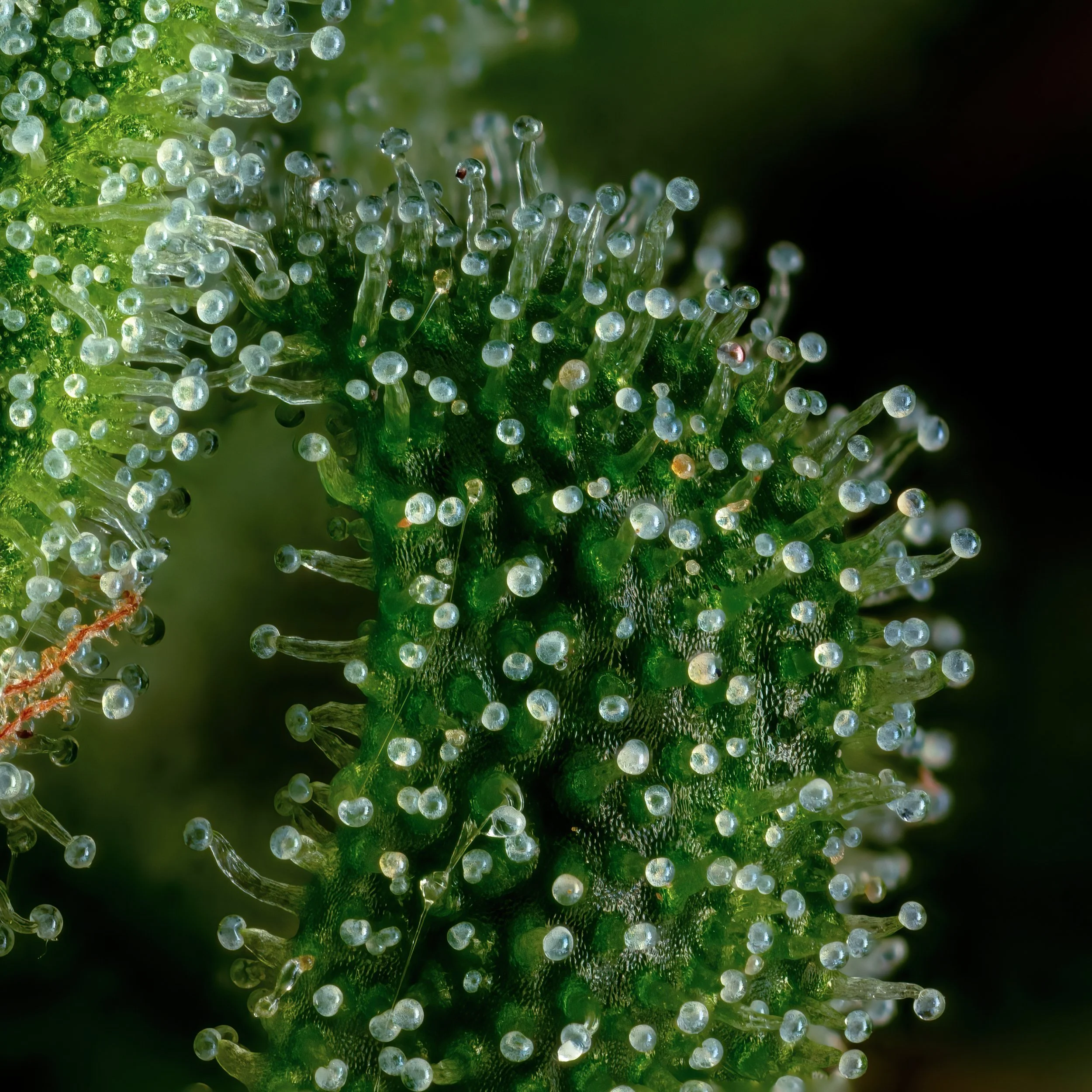 Honey Dew 3to1.1.jpg