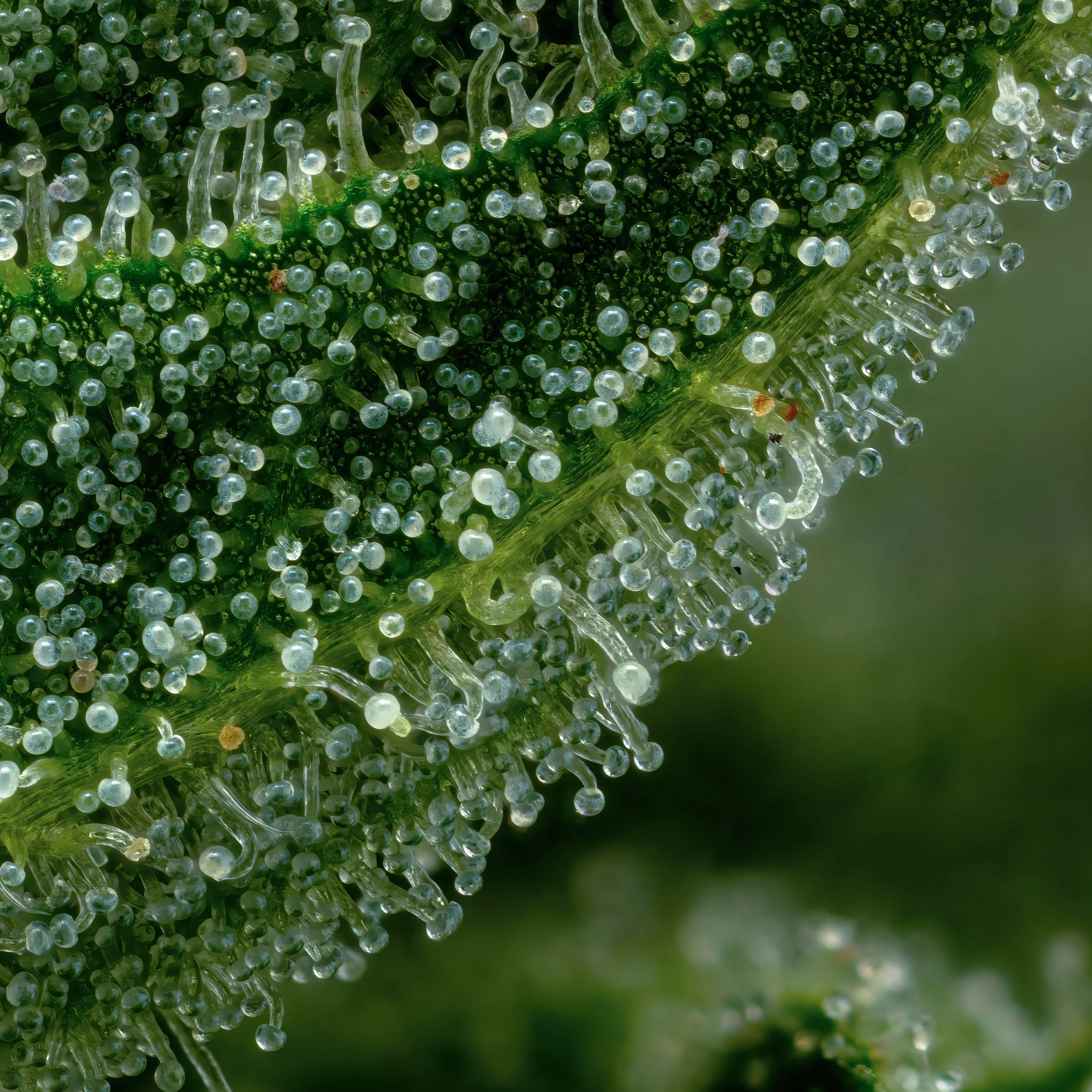 Honey Dew 3to1.4.jpg