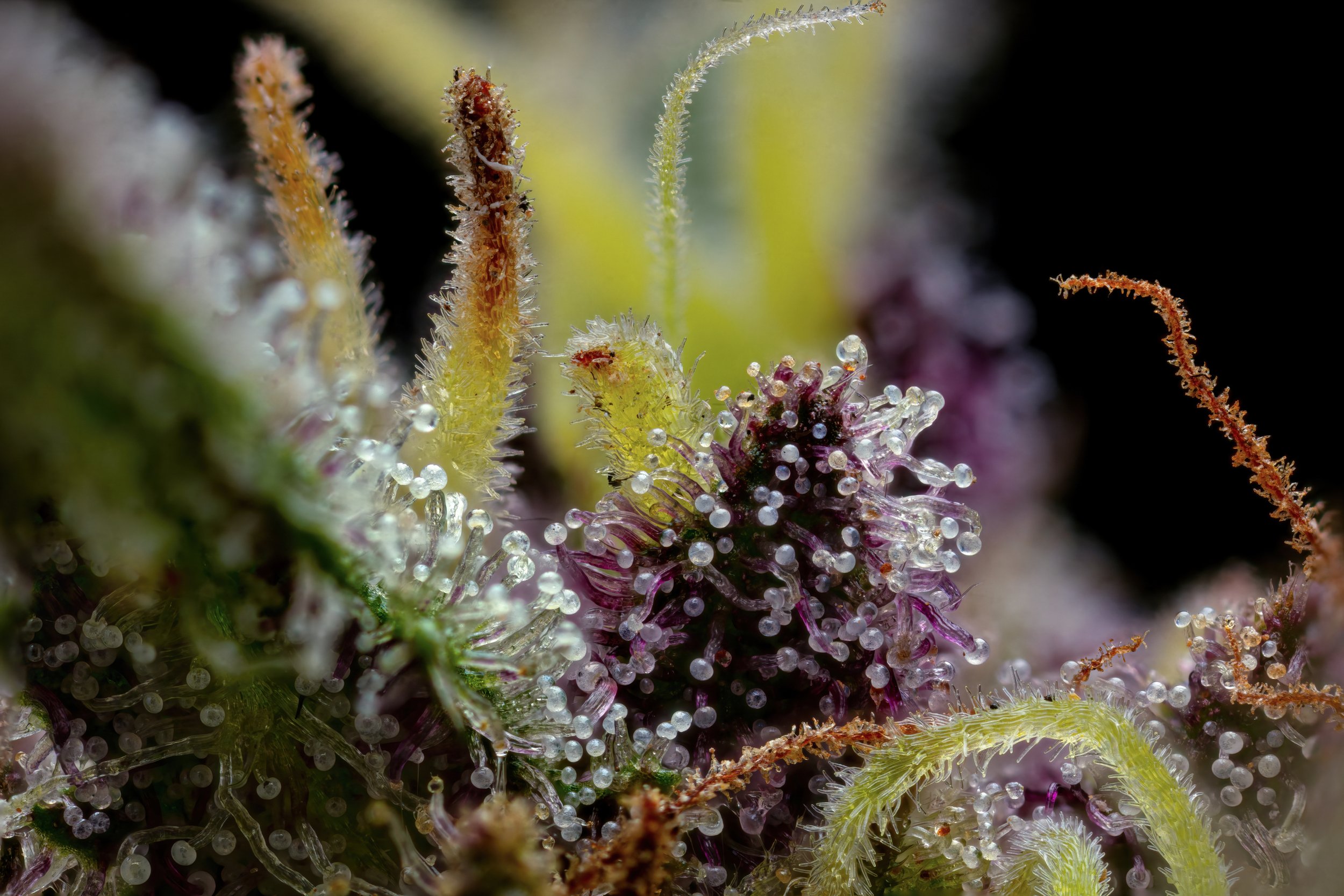 Rose Petal 5to1-Full Frame.jpg