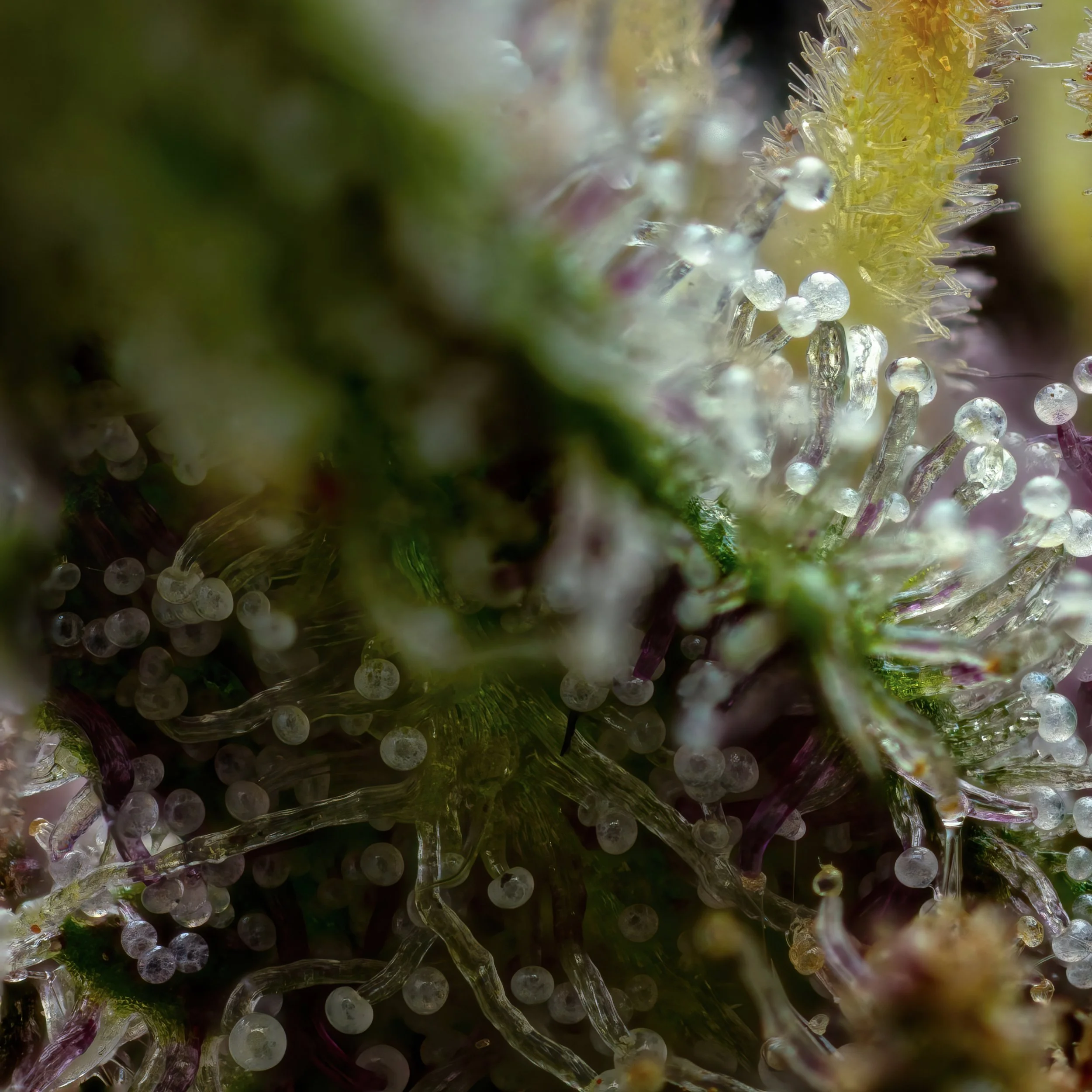 Rose Petal 5to1.2.jpg