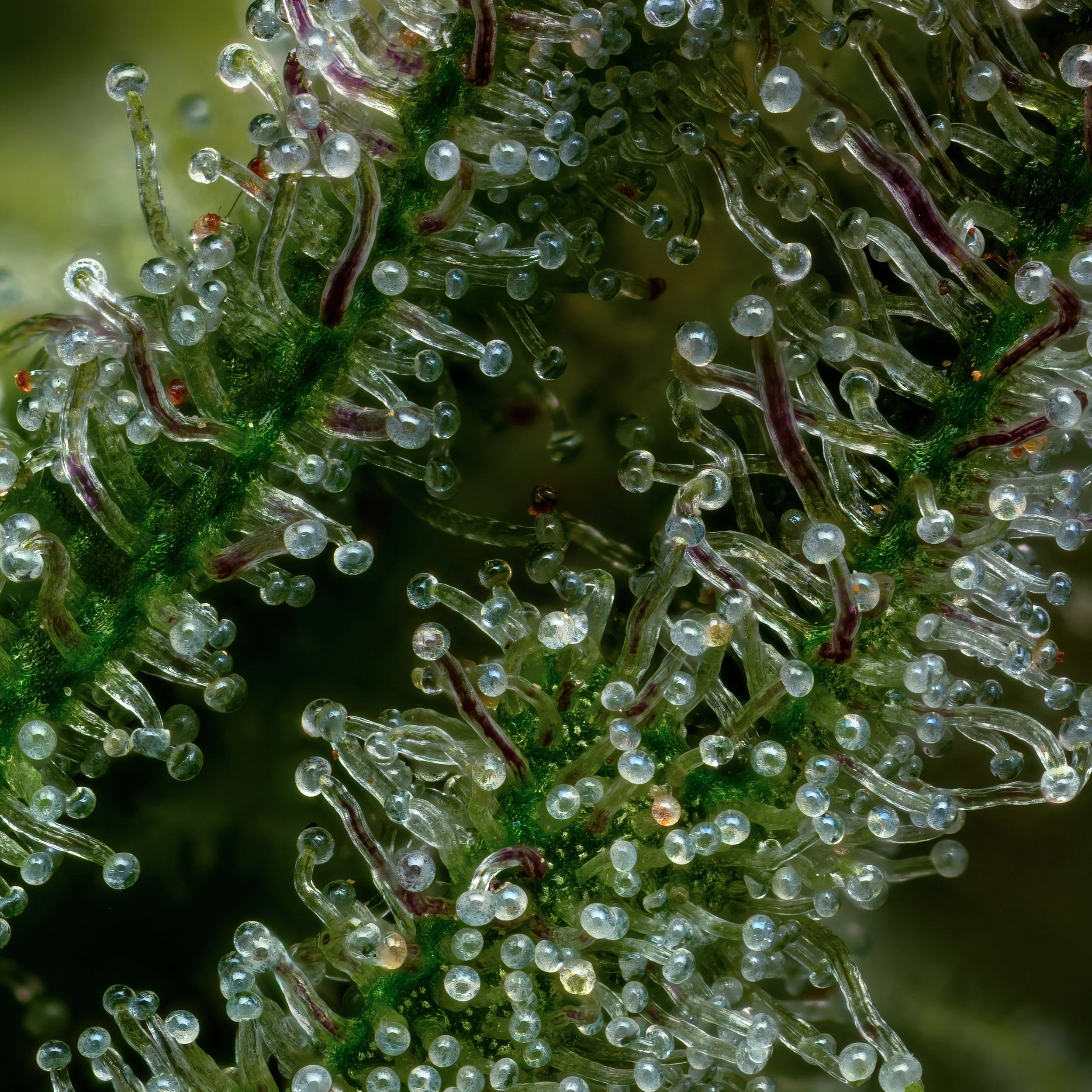 Blueberry jam — Esensia Gardens