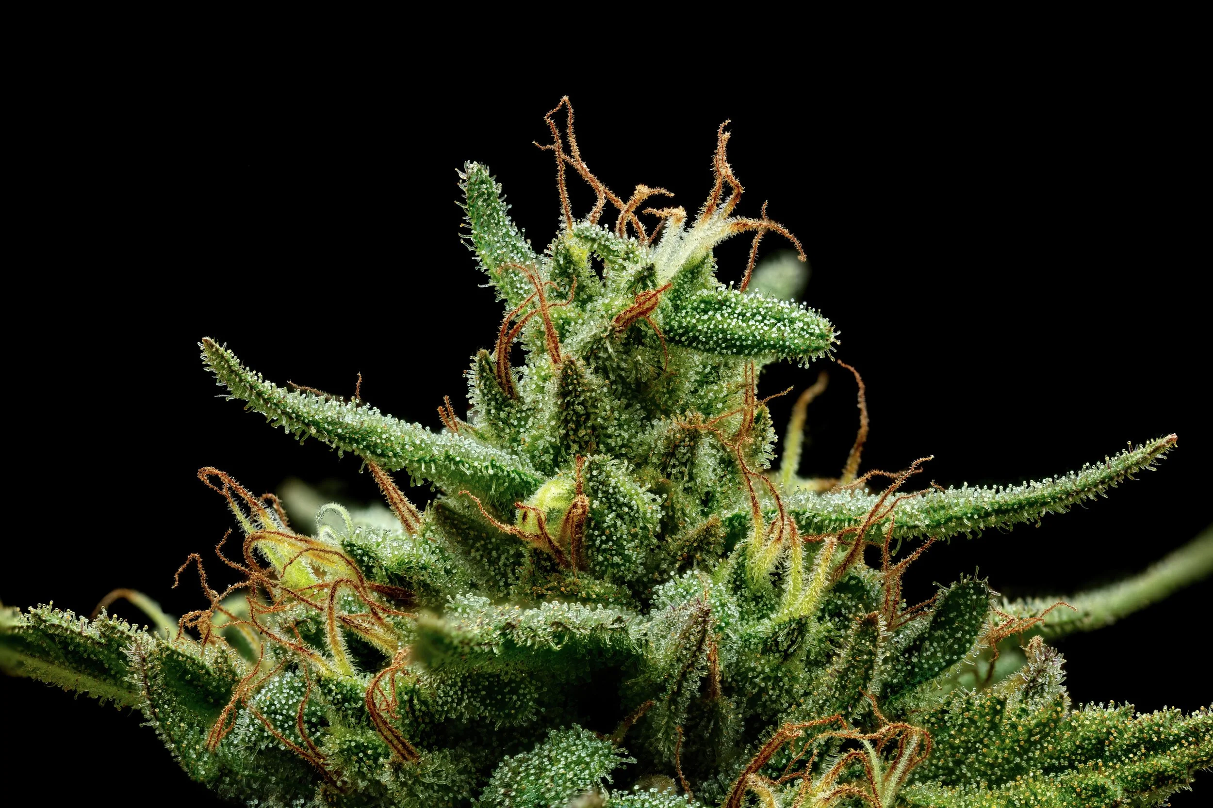 Honey Dew 1to1-Full Frame Web Res.jpg