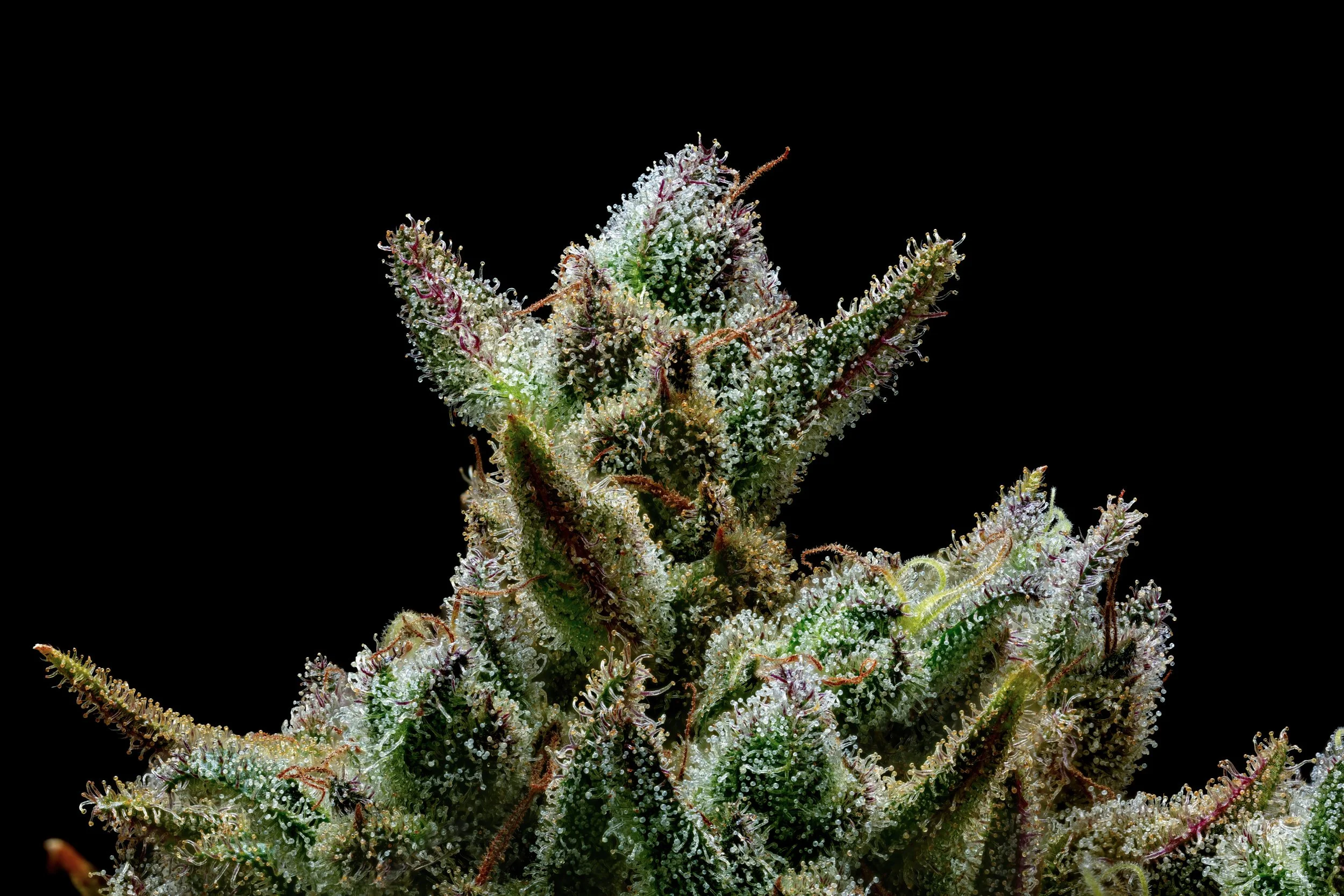 Lime Juice 1to1-Full Frame Web Res.jpg