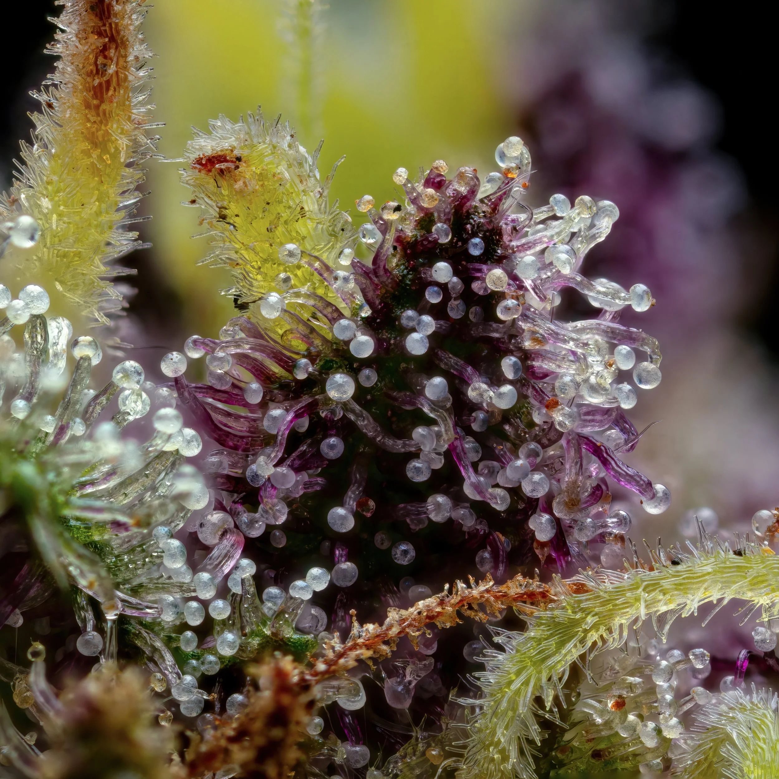 Rose Petal 5to1.1.jpg