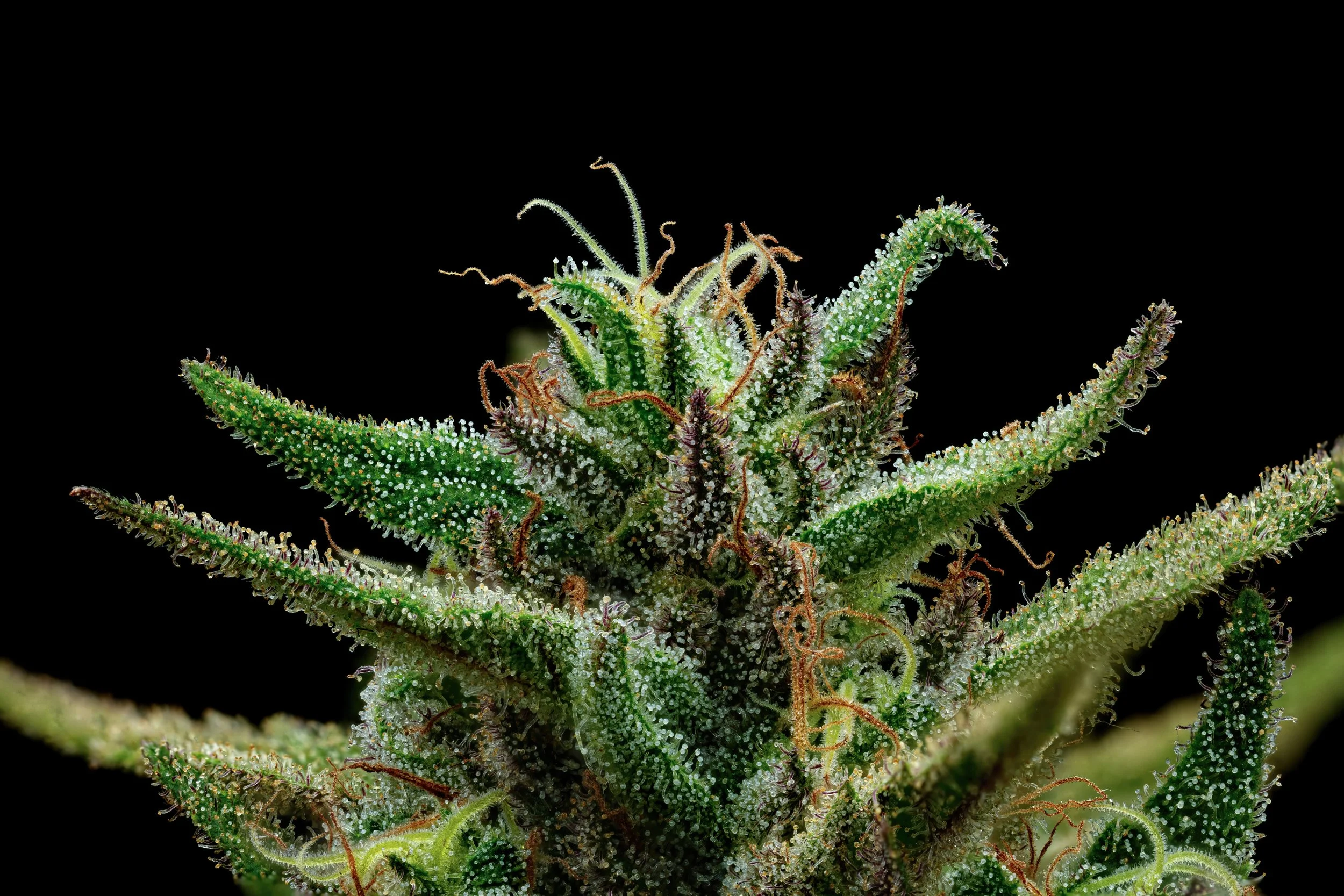 Pixie Dust 1to1-Full Frame Web Res.jpg