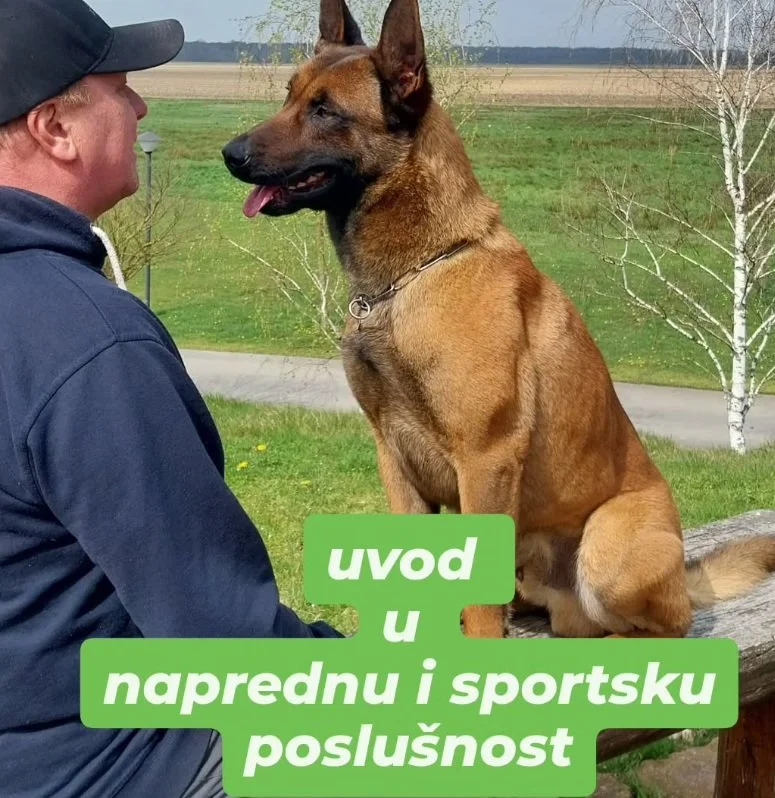 Uvod u naprednu i sportsku poslušnost