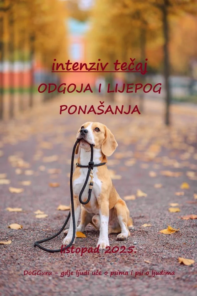 INTENZIV TEČAJ ODGOJA I LIJEPOG PONAŠANJA
