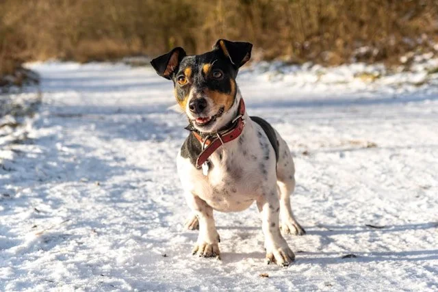 Kako ste proveli zimu ?