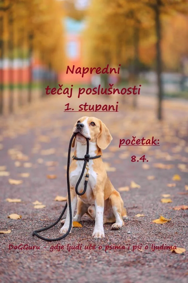 Tečaj napredne poslušnosti