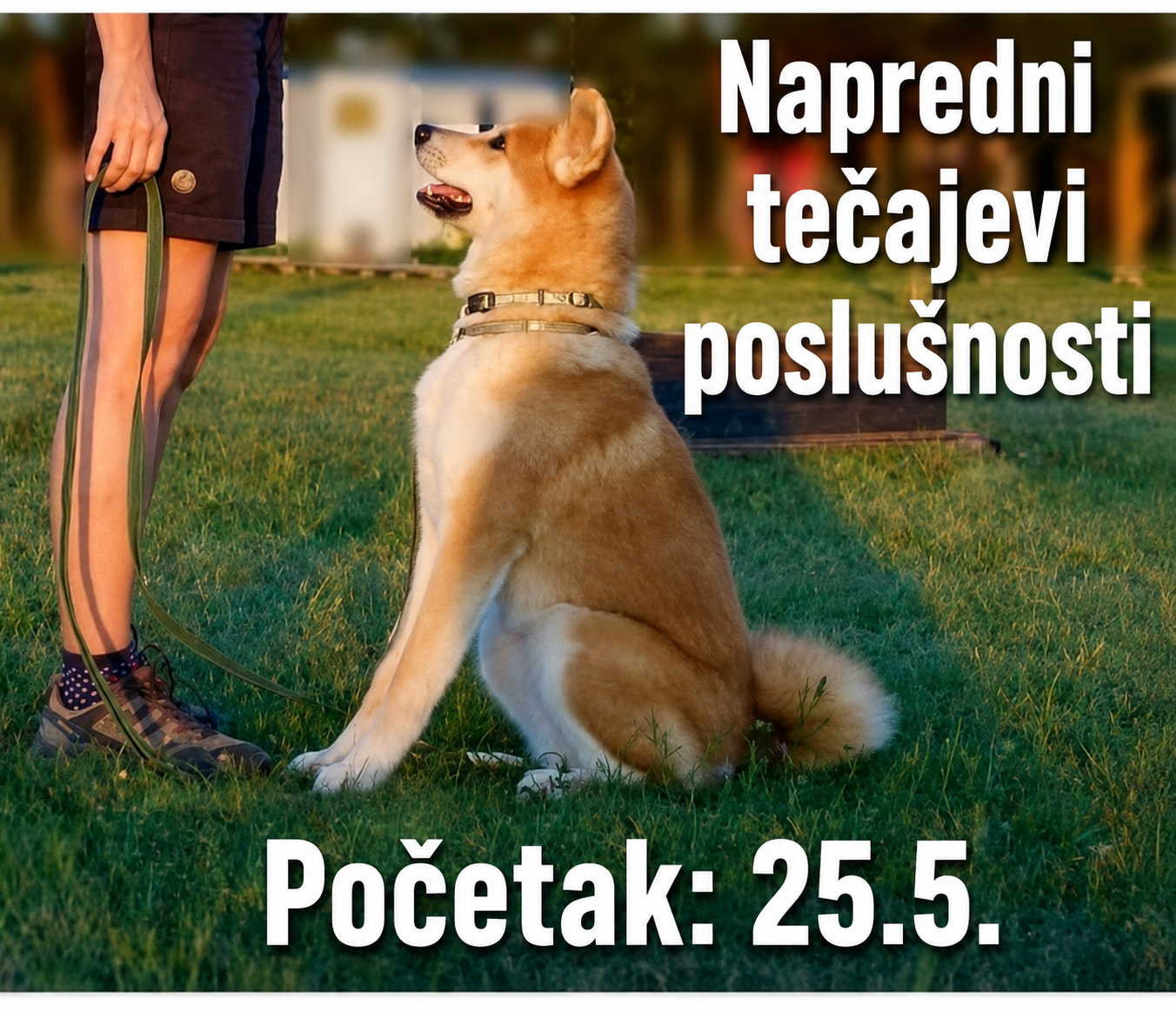 Napredna poslušnost