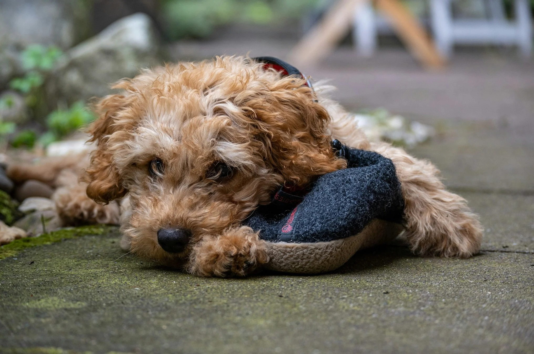 Puppy propusnica