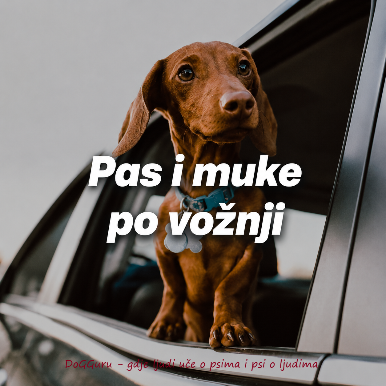Pas i vožnja automobilom