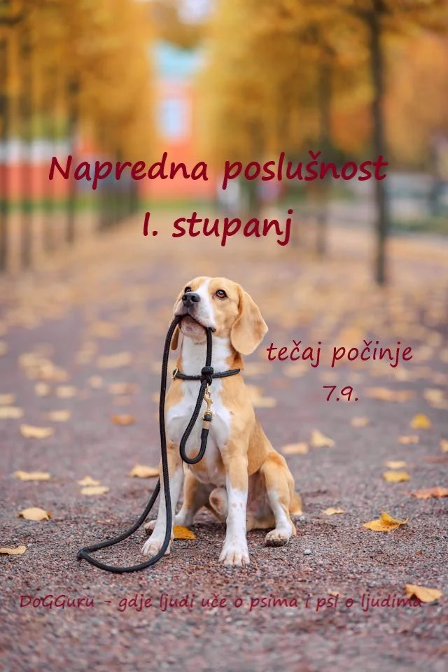 Tečaj napredne poslušnosti